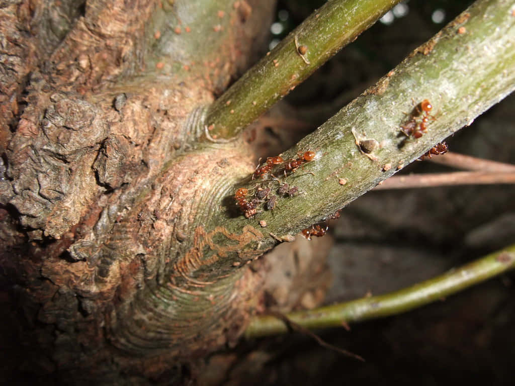 European Fire Ant, tree branch, textured green stem, SD Desktop Wallpaper