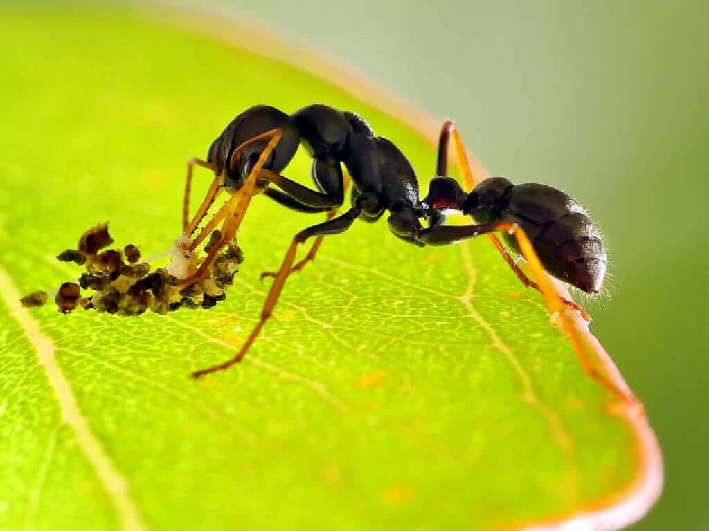 European Fire Ant, black ant, orange legs, SD Desktop Wallpaper