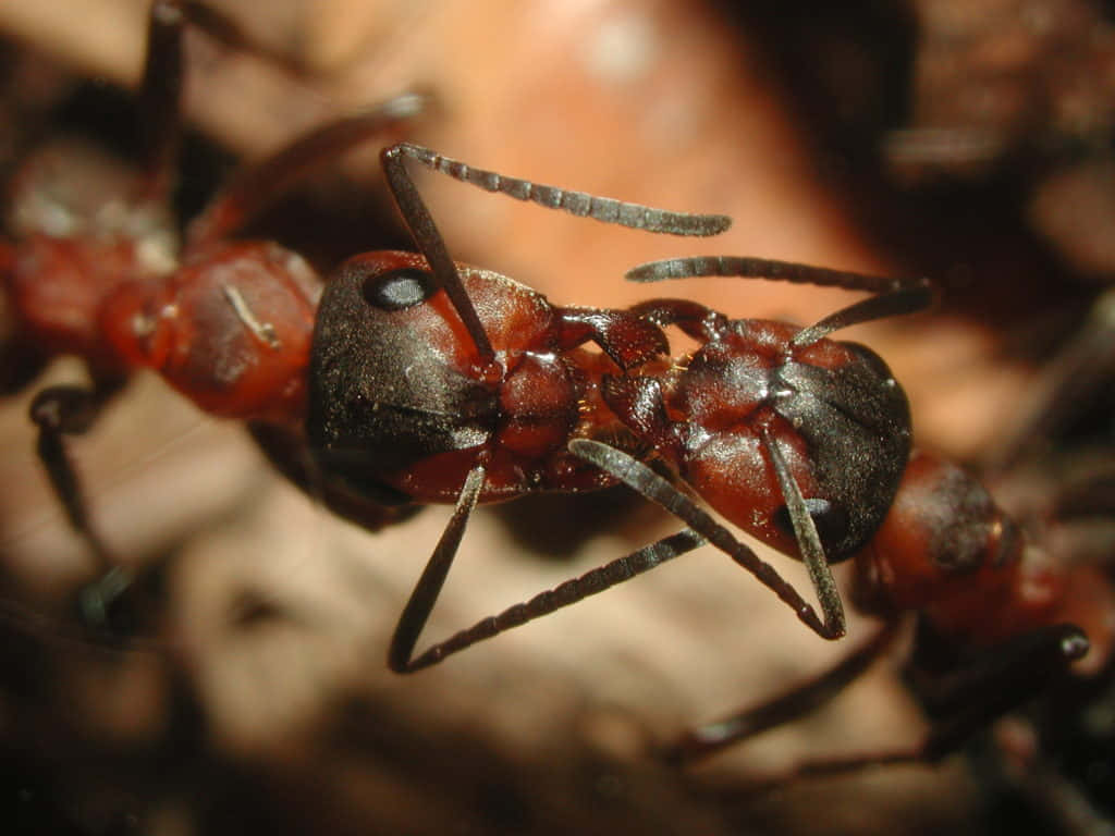 European Fire Ant, glossy red and black, long segmented antennae, SD Desktop Wallpaper