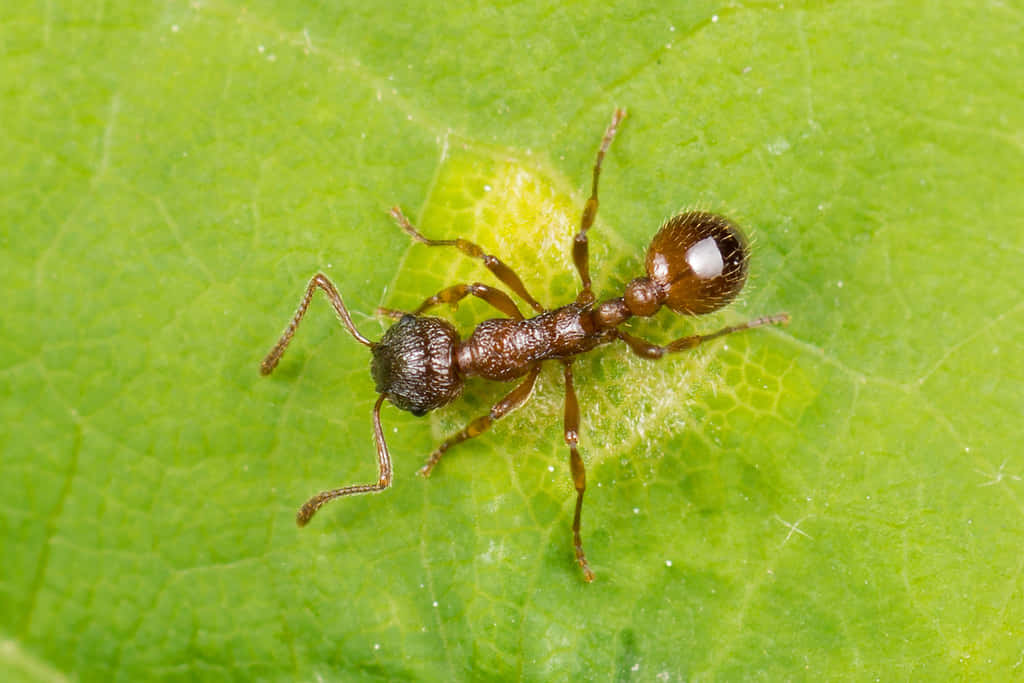 European Fire Ant, reddish-brown ant, shiny head, SD Desktop Wallpaper