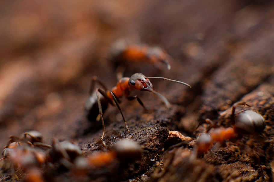 European Fire Ant, red and black ant, rough bark, SD Desktop Wallpaper