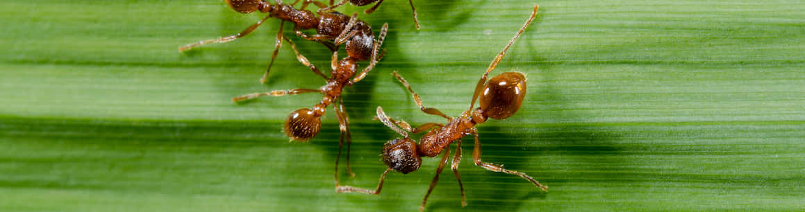 European Fire Ant, leaf, vibrant green, SD Desktop Wallpaper