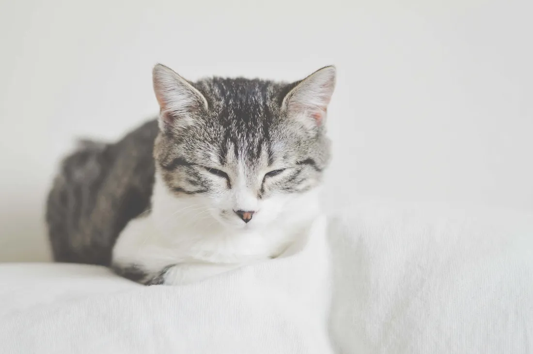European Shorthair
