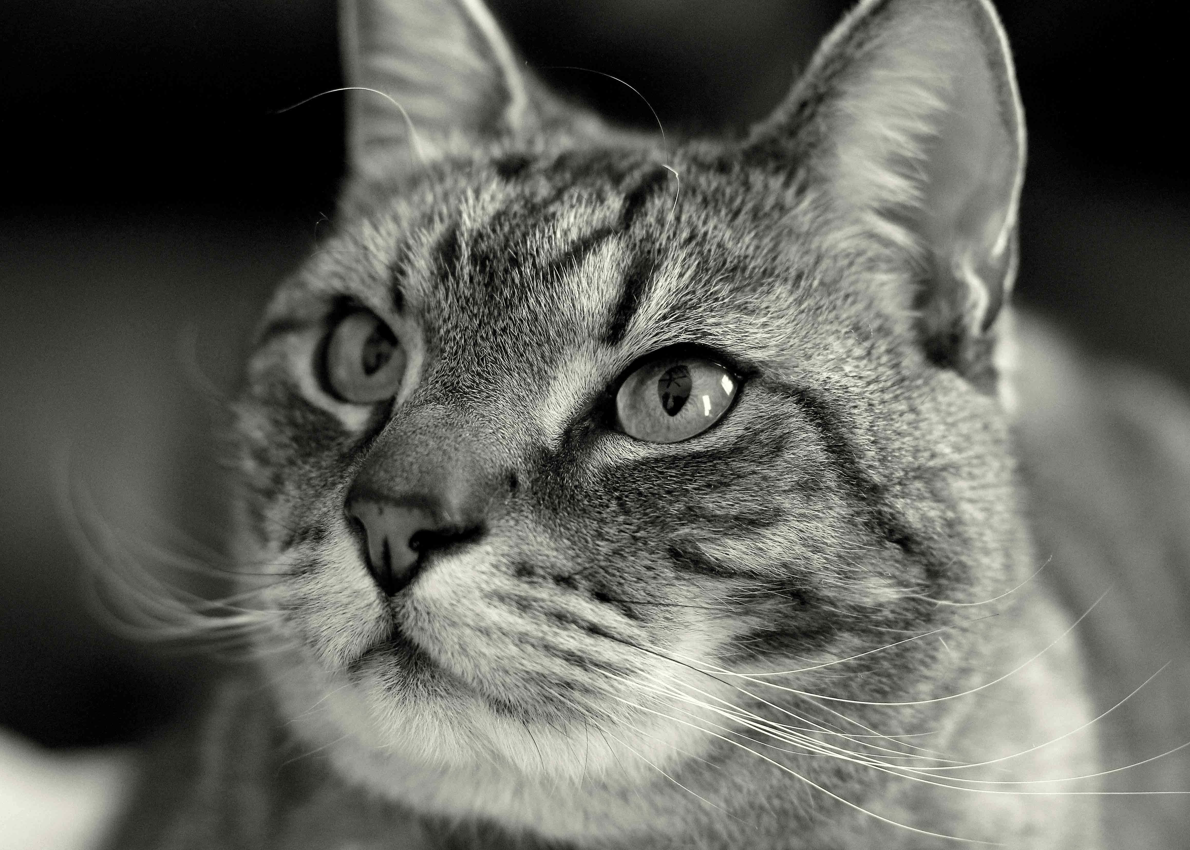 European Shorthair, black and white portrait, tabby cat, 4K Desktop Wallpaper