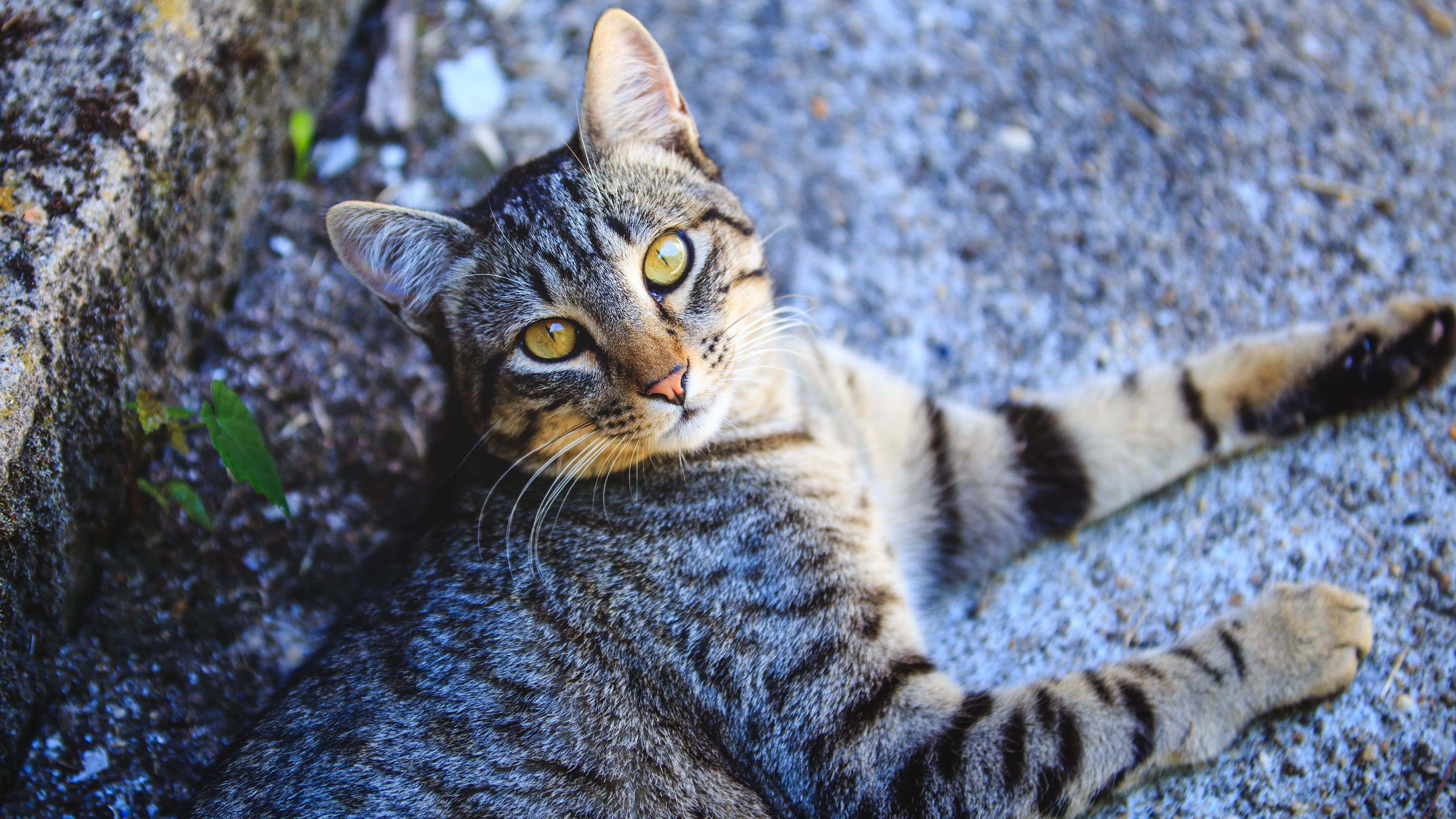 European Shorthair, tabby cat, yellow eyes, 4K Desktop Wallpaper