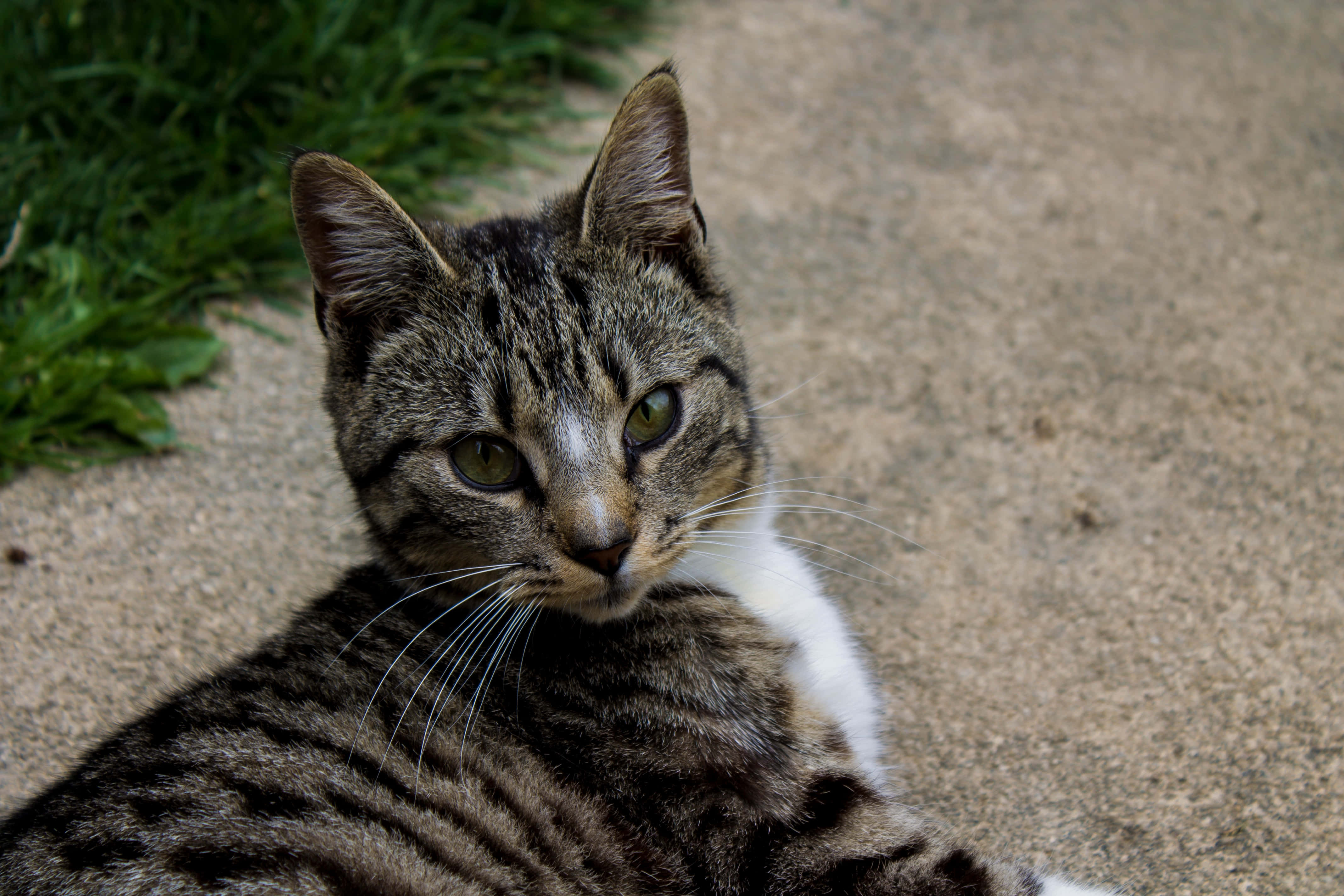 European Shorthair, tabby cat, green eyes, 4K Desktop Wallpaper
