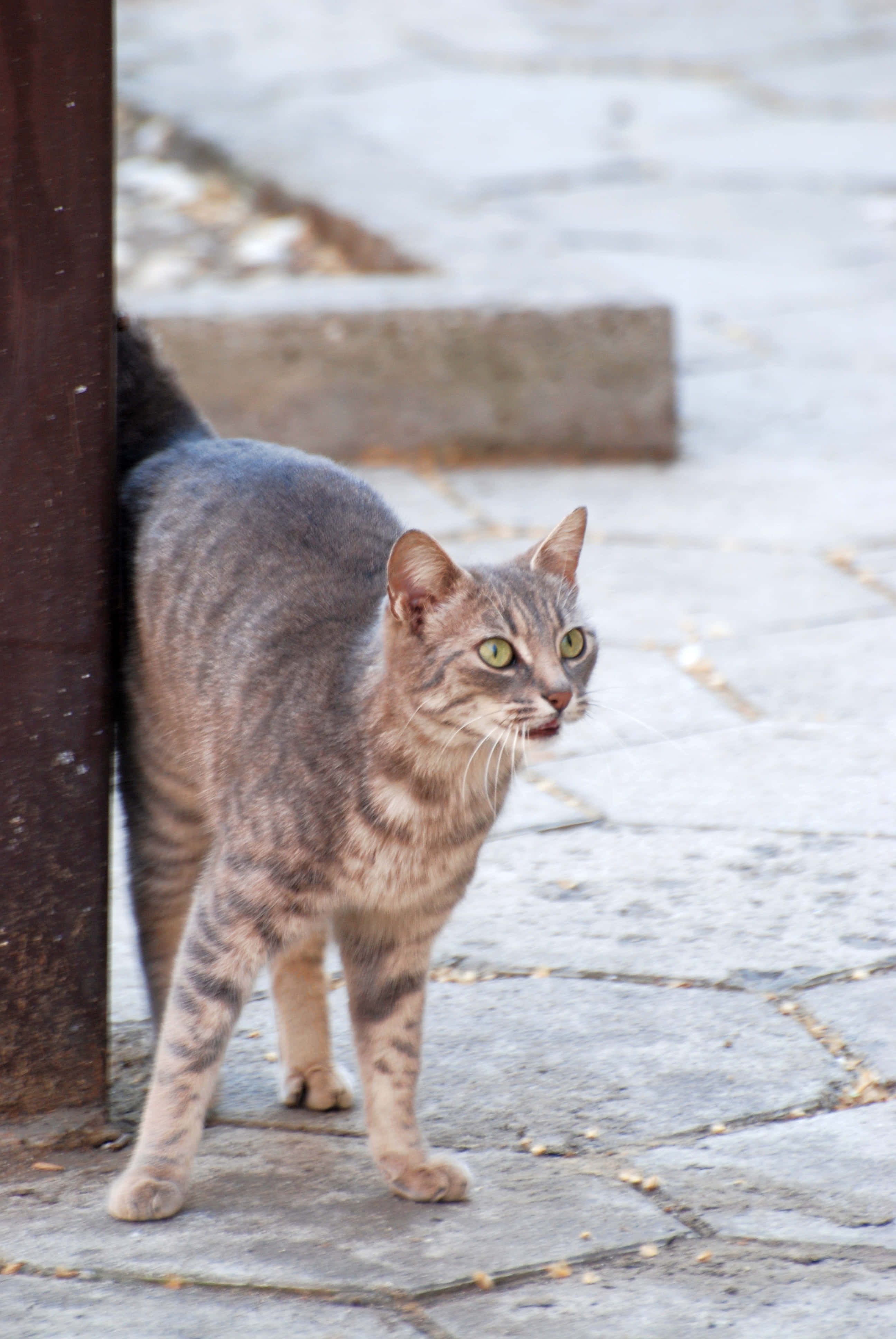 European Shorthair, tabby cat, green eyes, 4K Phone Wallpaper