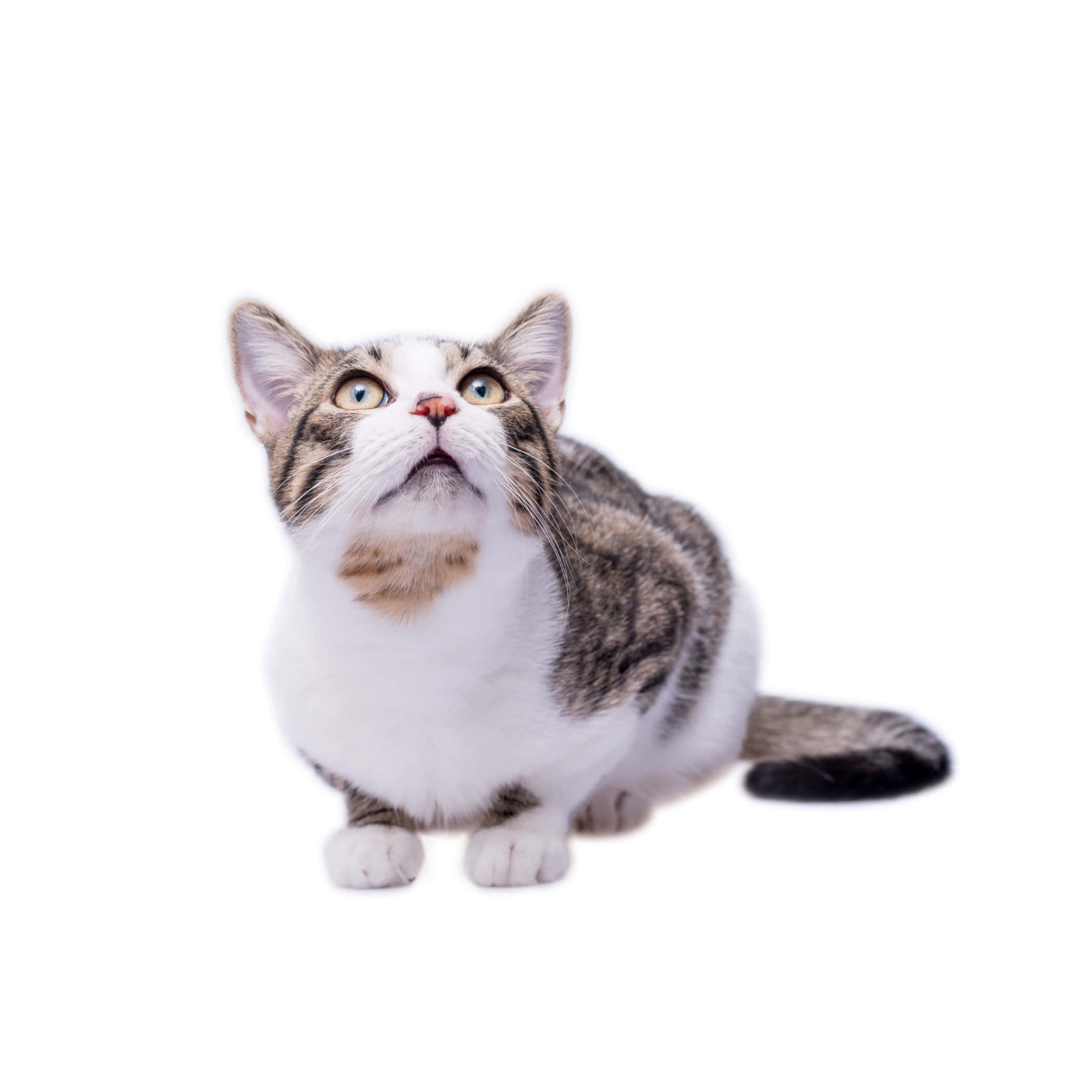 European Shorthair, tabby cat, white chest, Full HD Desktop Wallpaper
