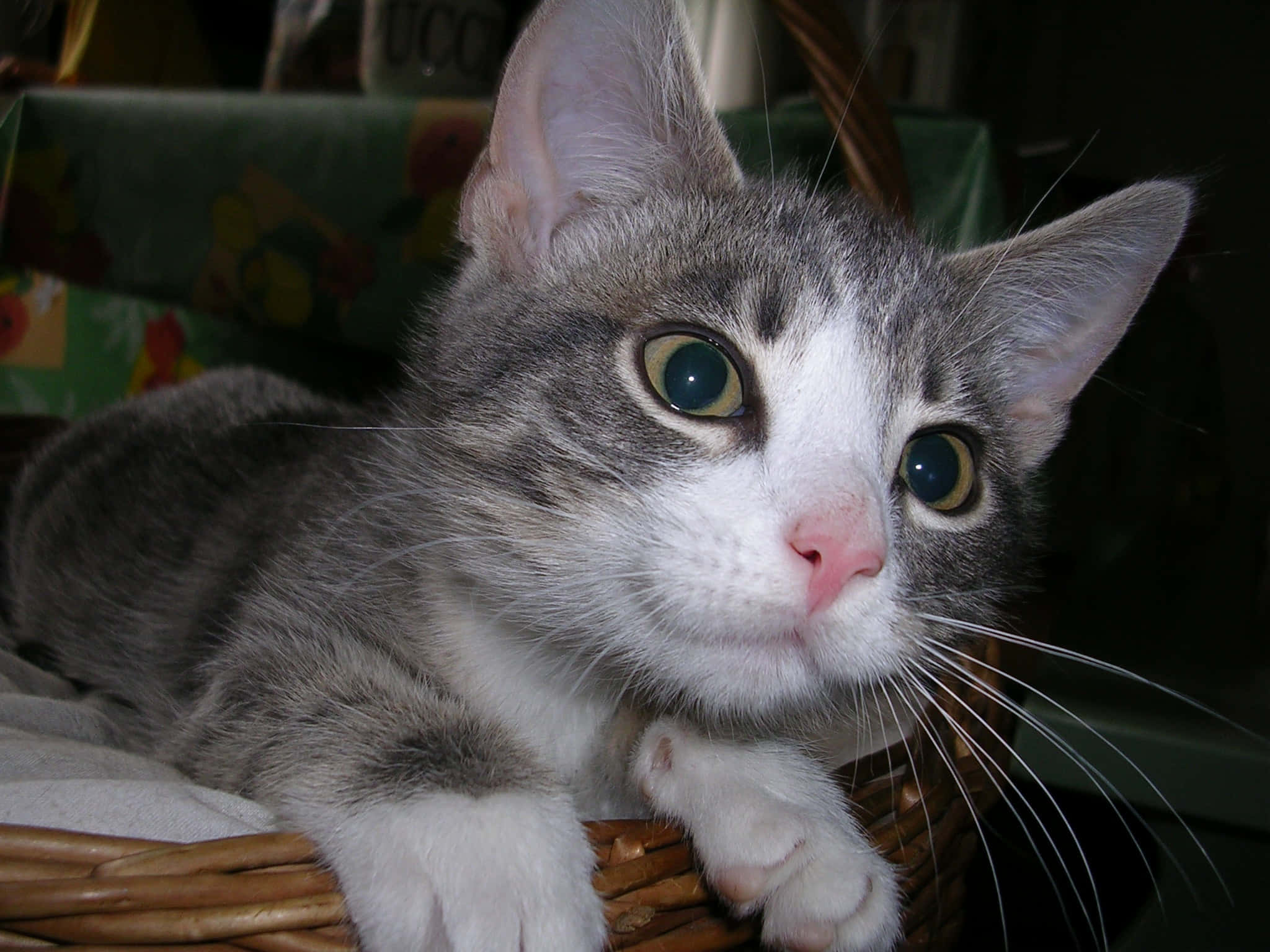 European Shorthair, gray and white kitten, large green eyes, Full HD Desktop Wallpaper