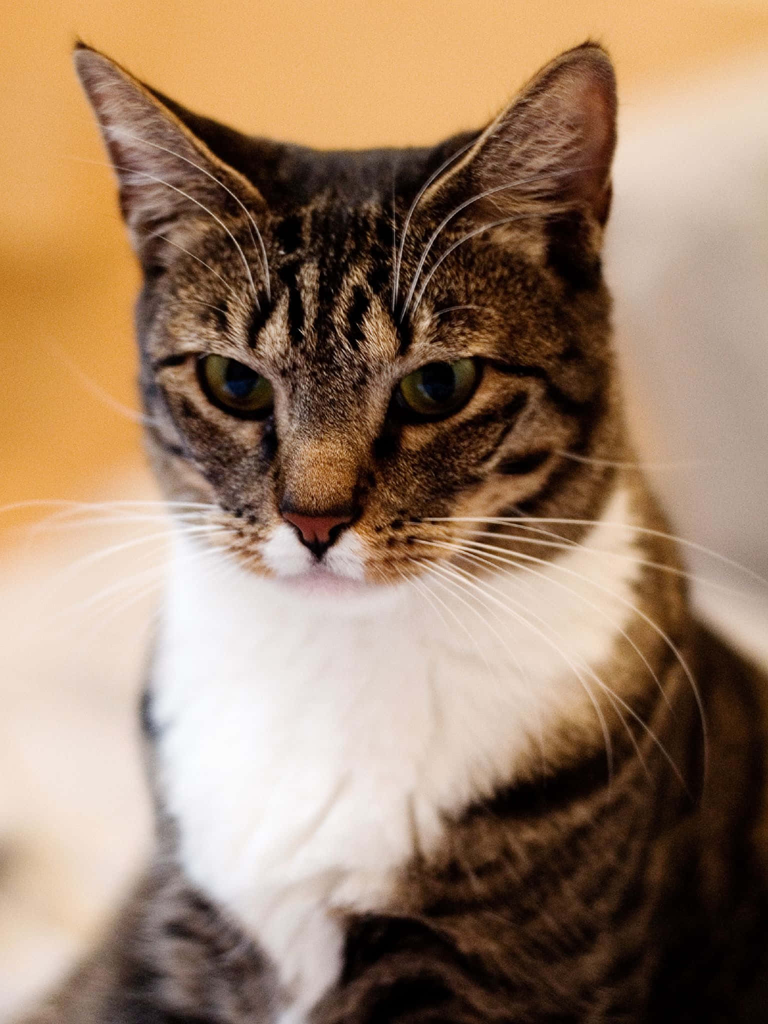 European Shorthair, tabby cat, green eyes, Full HD Phone Wallpaper