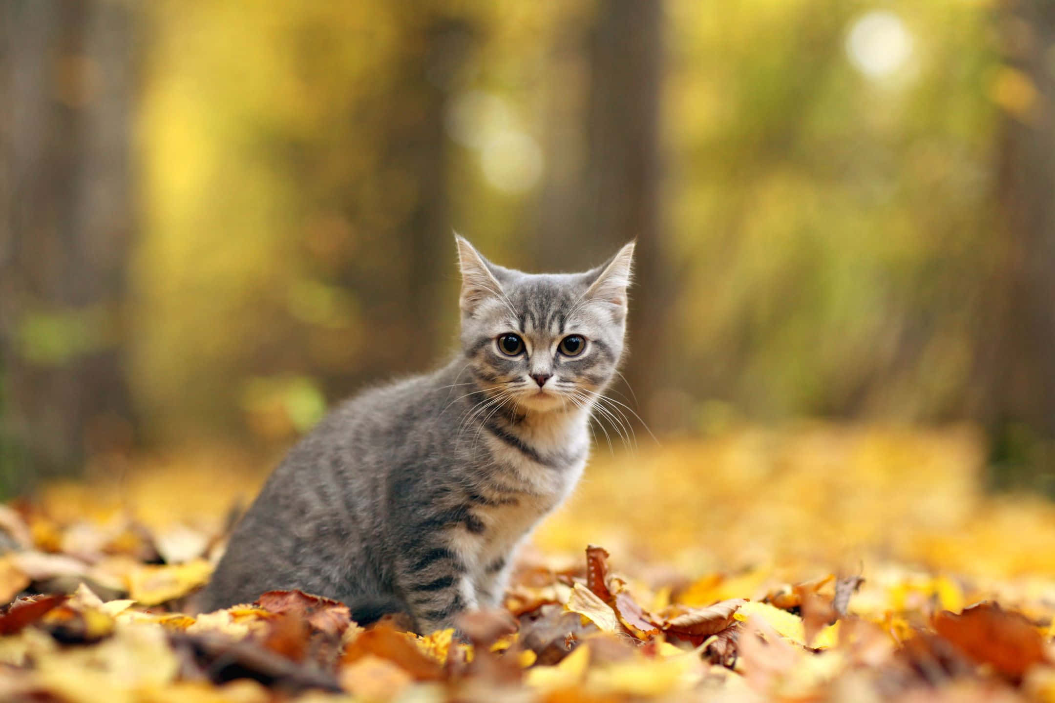 European Shorthair, gray tabby kitten, golden autumn leaves, Full HD Desktop Wallpaper