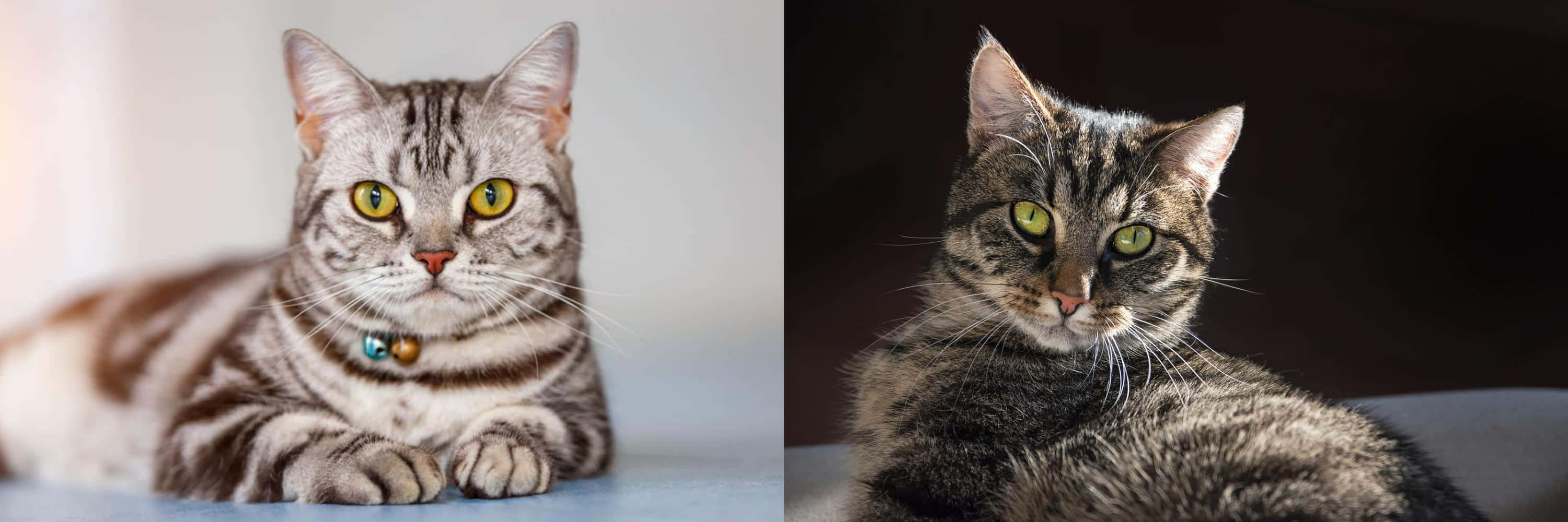 European Shorthair, tabby cats, yellow eyes, 2K Desktop Wallpaper