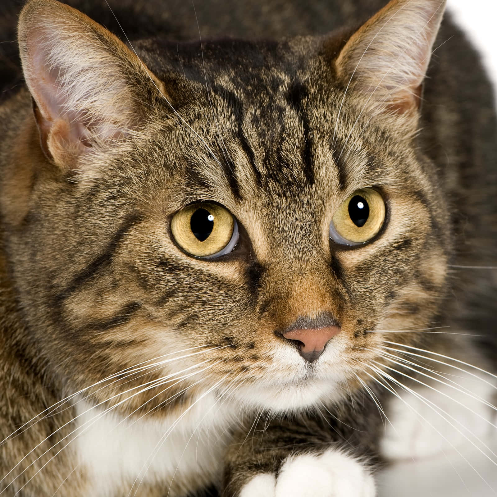 European Shorthair, tabby cat, yellow eyes, HD Desktop Wallpaper
