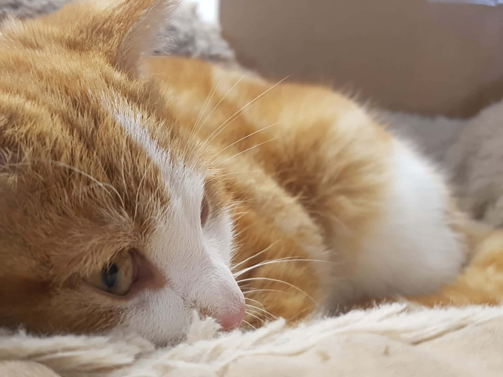 European Shorthair, fluffy orange and white cat, soft textured blanket, HD Desktop Wallpaper