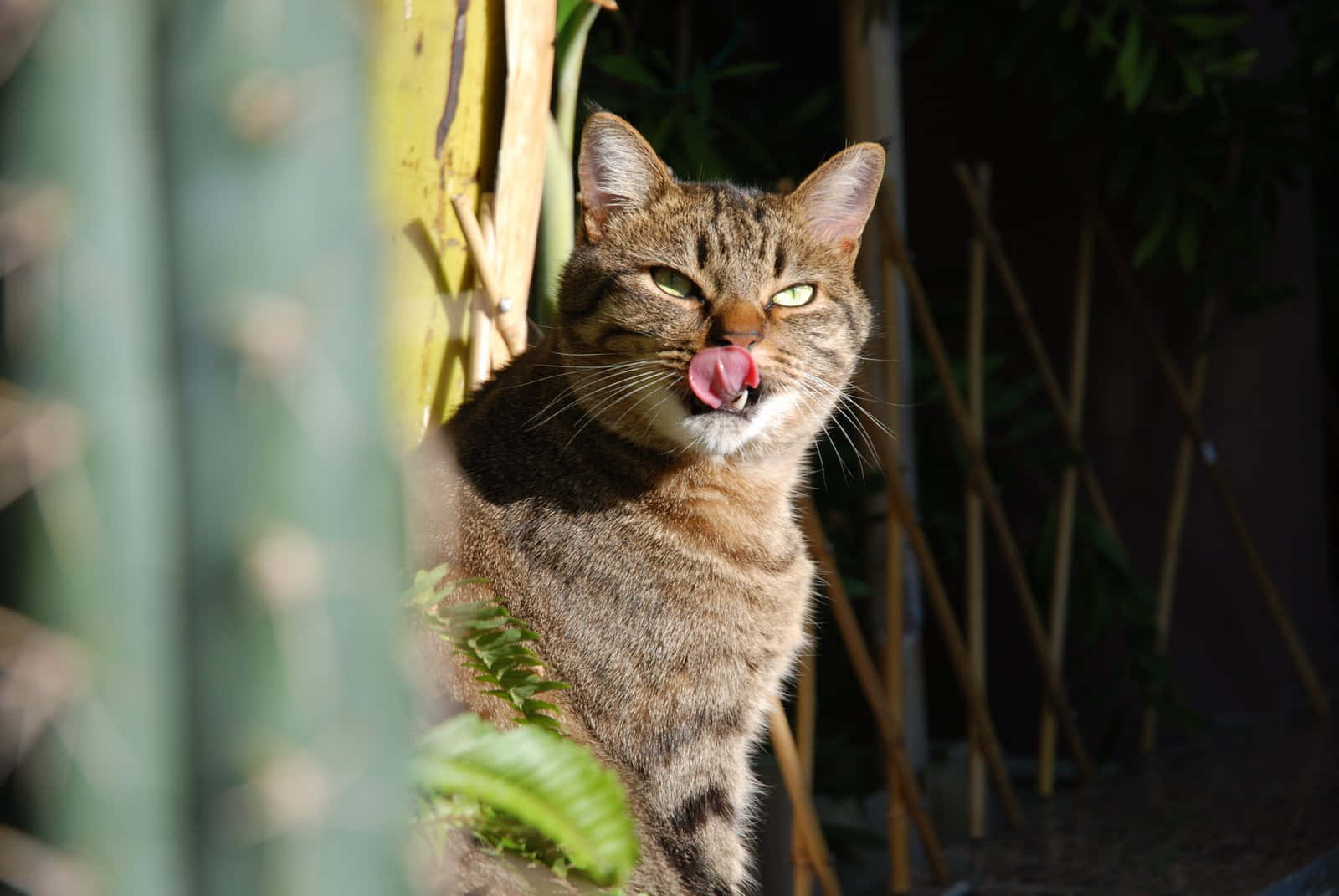European Shorthair, tabby cat, green eyes, HD Desktop Wallpaper