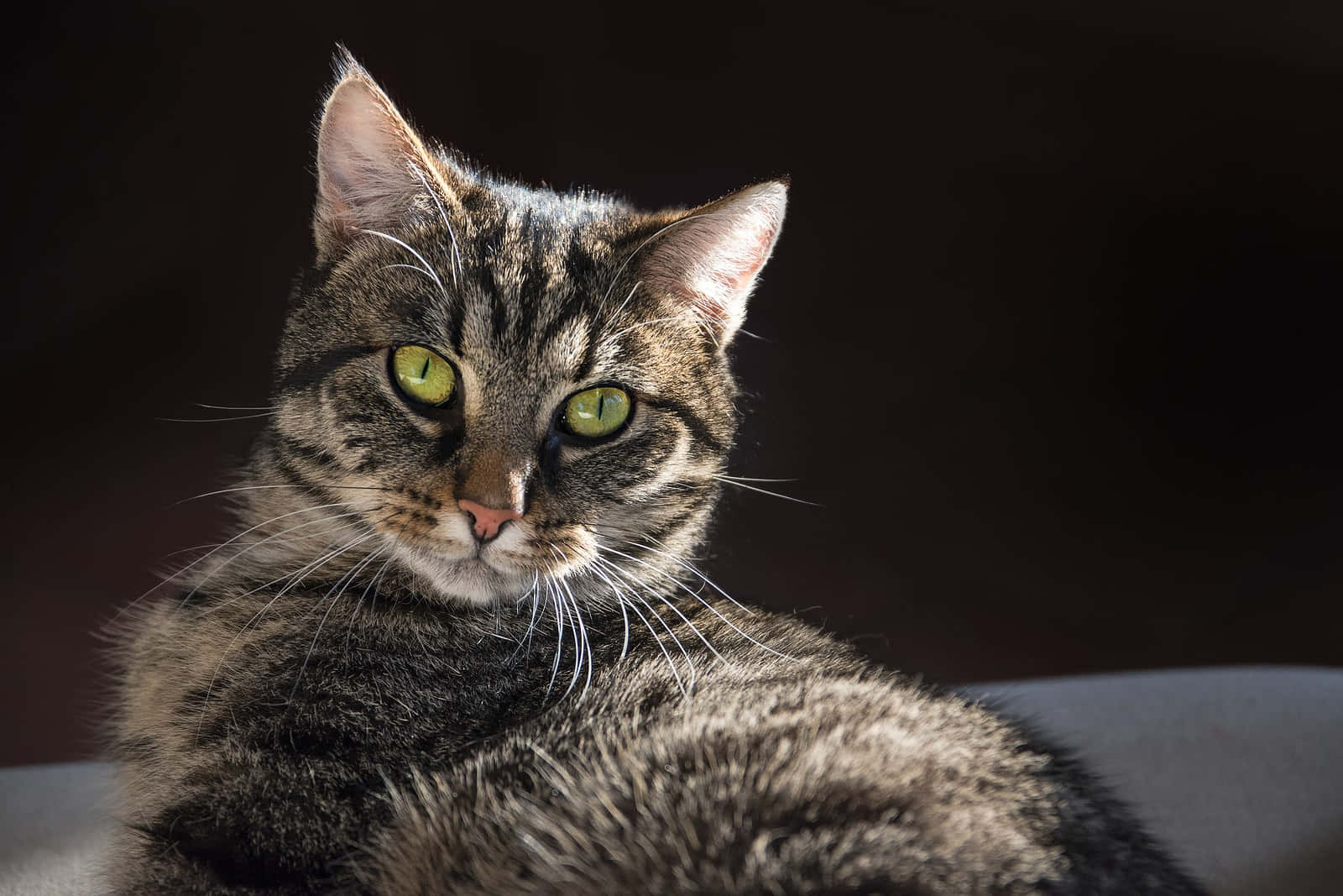 European Shorthair, tabby cat, striking green eyes, HD Desktop Wallpaper