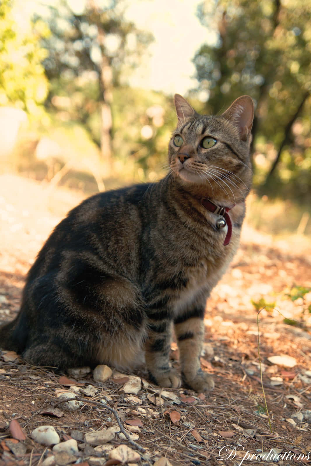 European Shorthair, tabby cat, green eyes, HD Phone Wallpaper