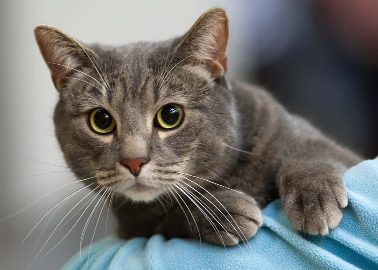 European Shorthair, gray tabby, bright yellow eyes, HD Desktop Wallpaper