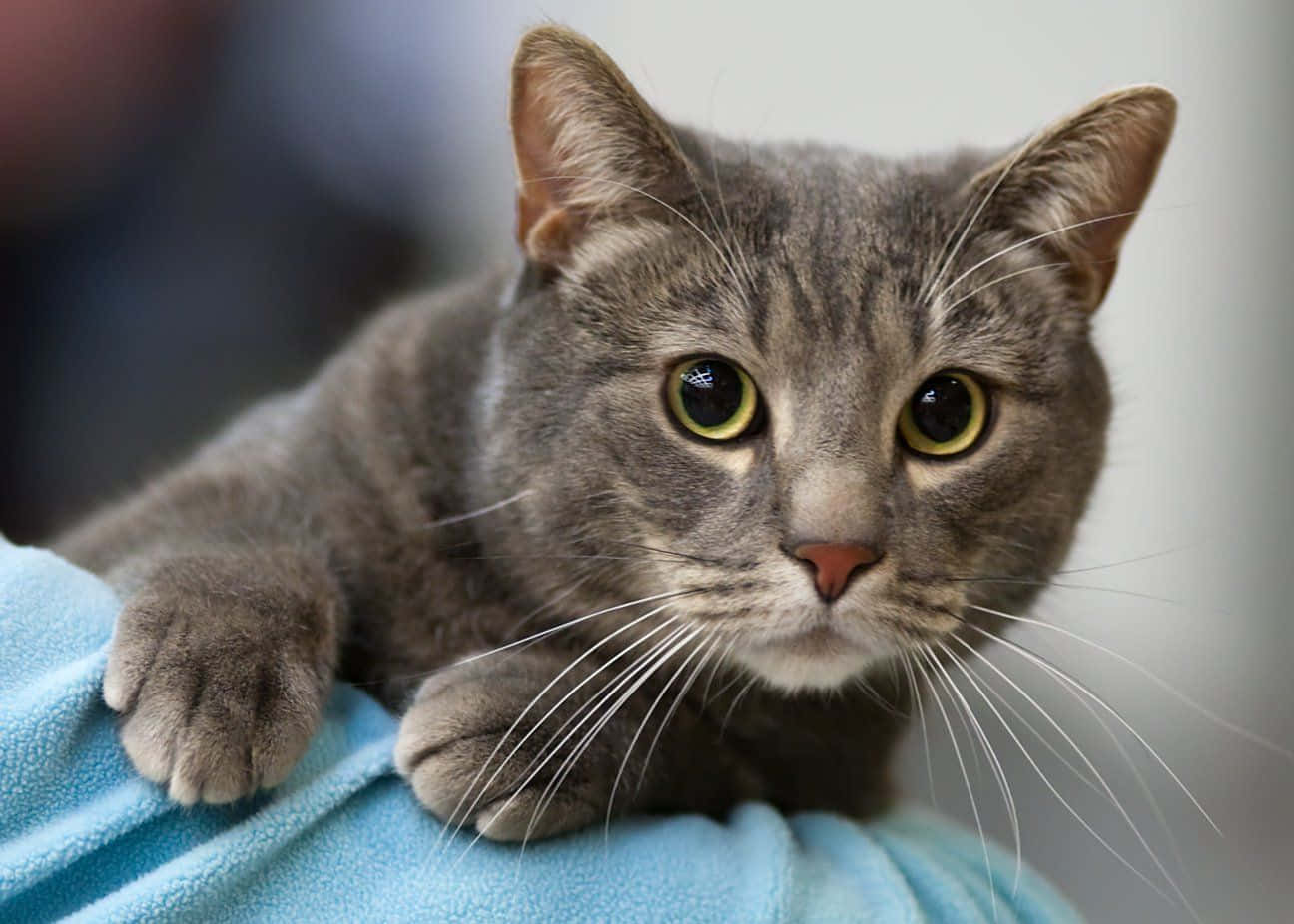 European Shorthair, gray tabby cat, yellow eyes, HD Desktop Wallpaper