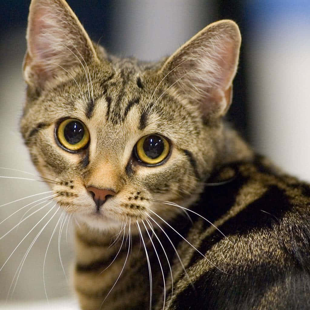 European Shorthair, tabby, yellow eyes, SD Desktop Wallpaper