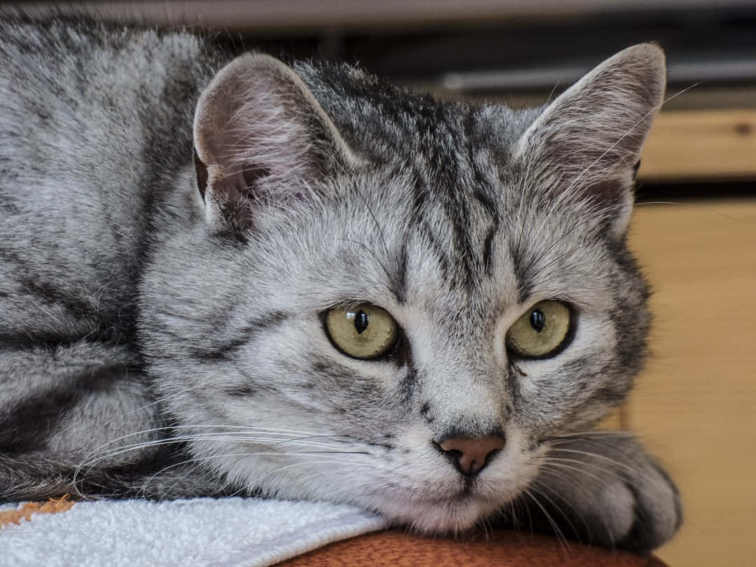 European Shorthair, gray tabby cat, green eyes, SD Desktop Wallpaper