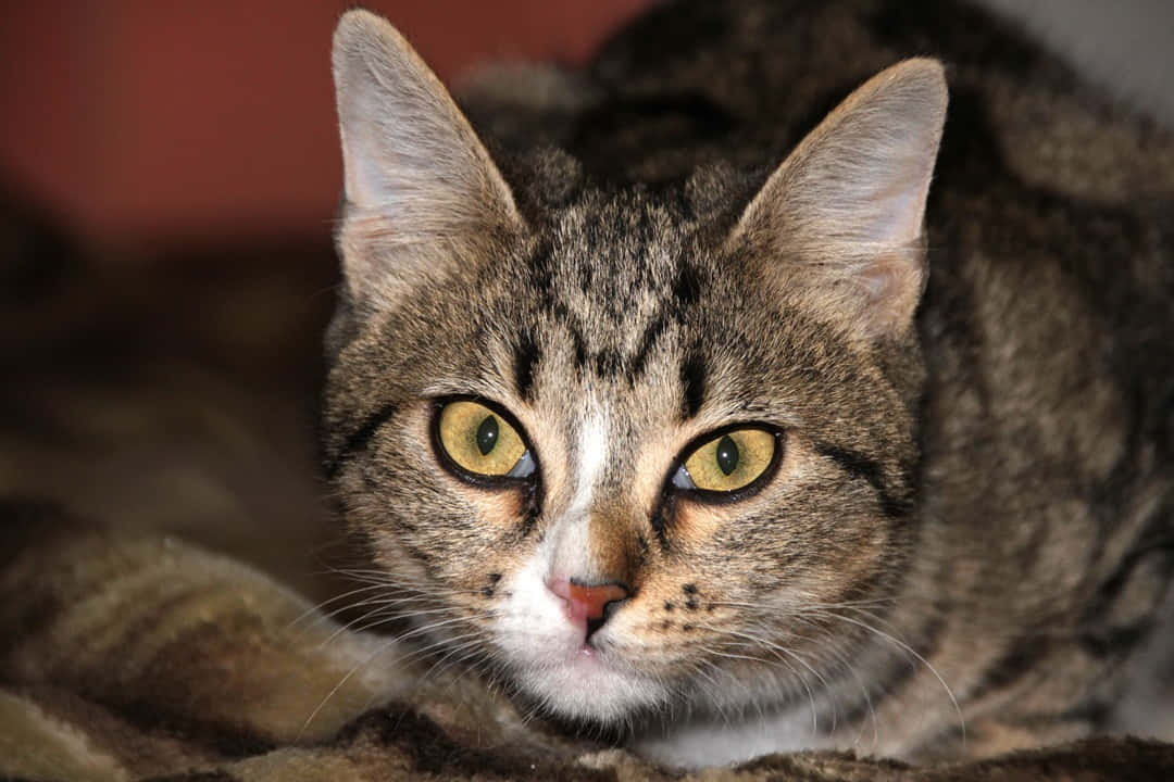 European Shorthair, tabby cat, yellow eyes, SD Desktop Wallpaper