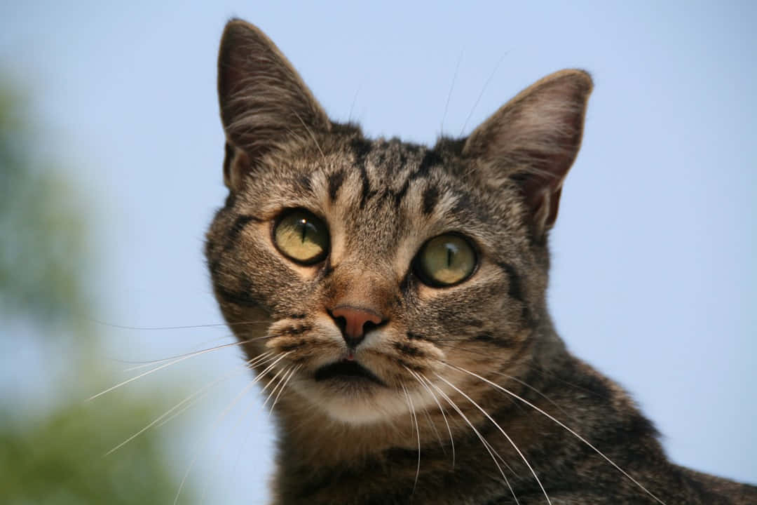 European Shorthair, tabby cat, striking green eyes, SD Desktop Wallpaper