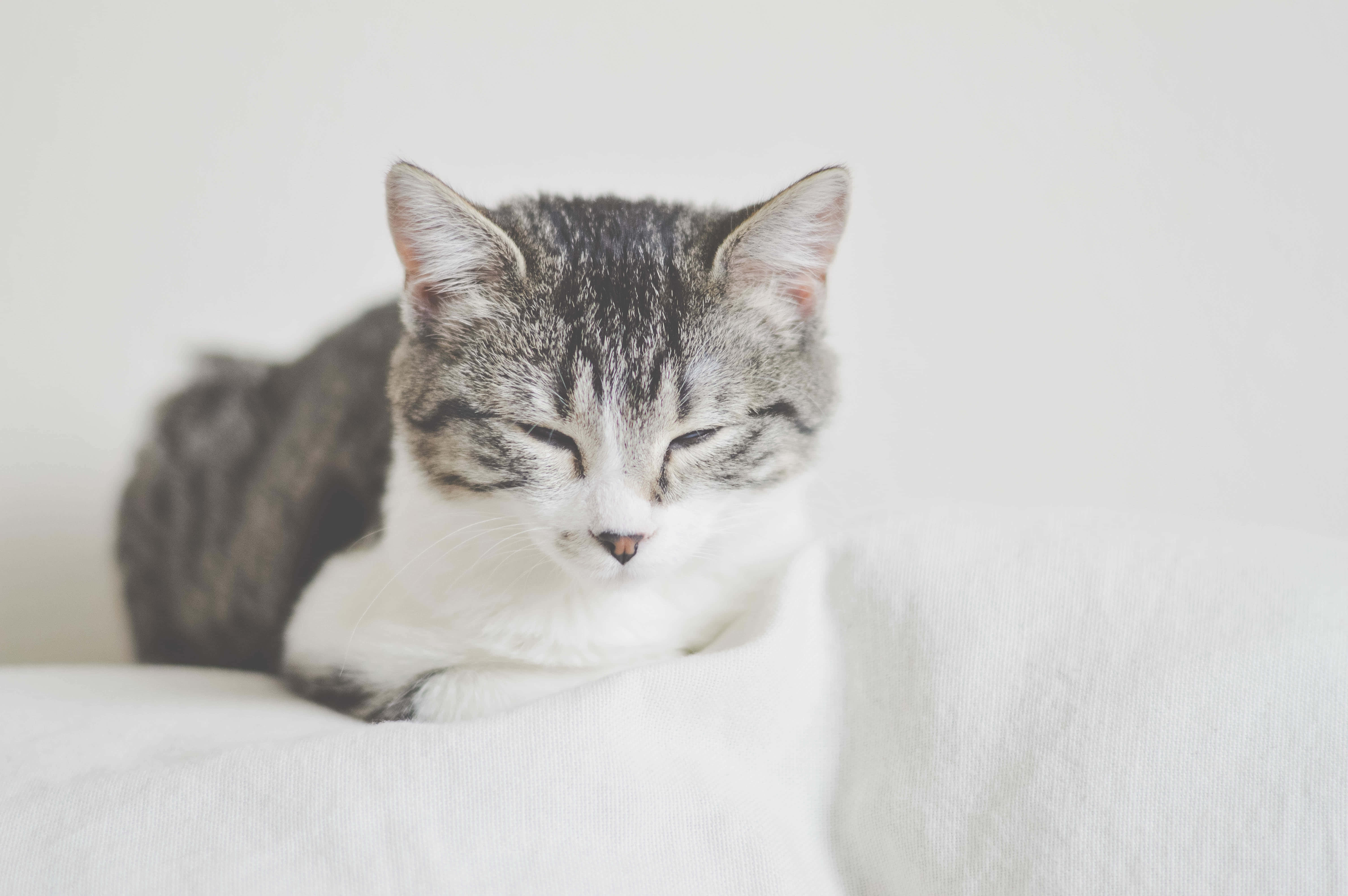 European Shorthair, gray and white tabby, soft white fabric surface, 5K Desktop Wallpaper