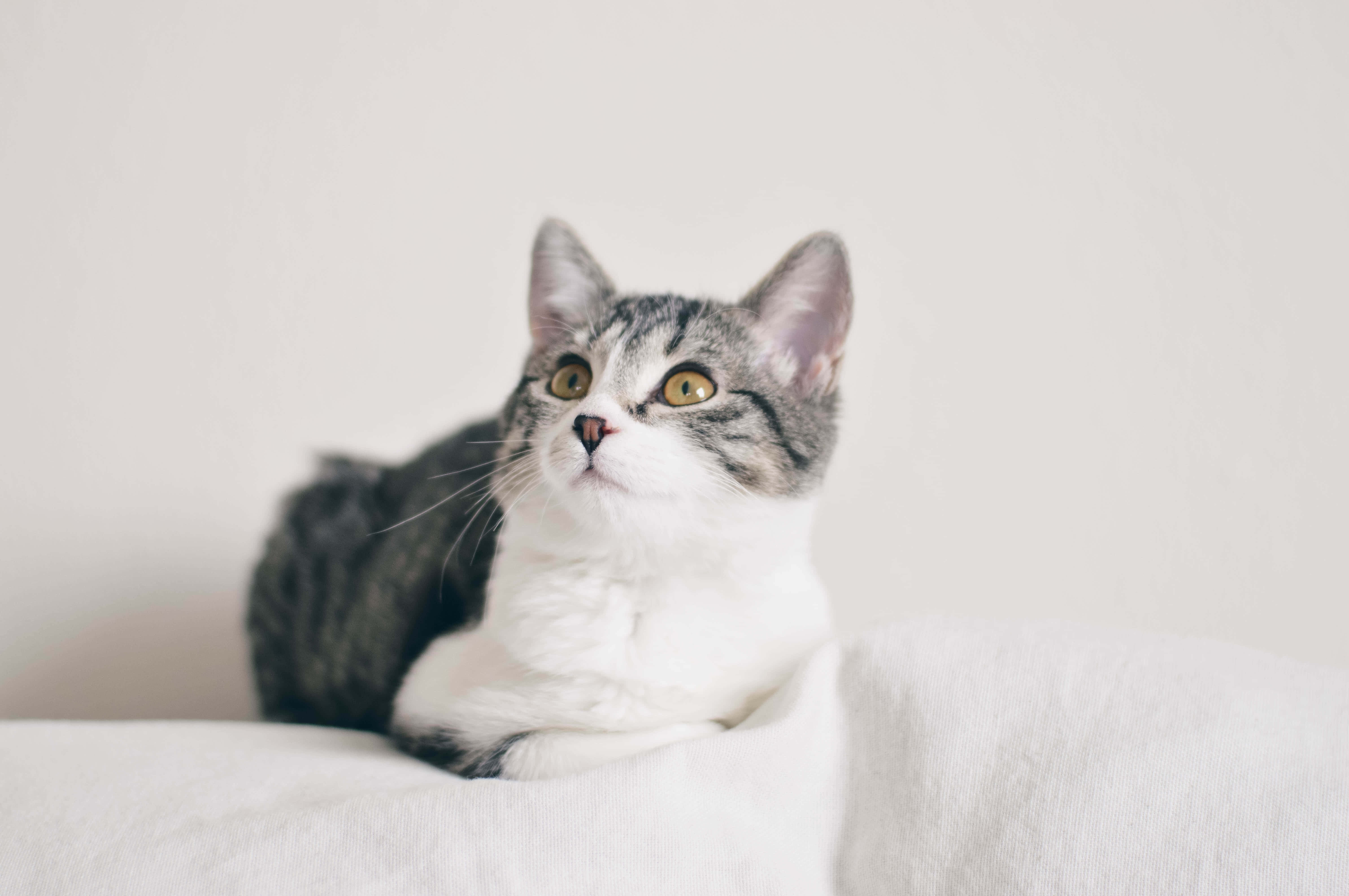 European Shorthair, gray and white tabby, bright yellow eyes, 5K Desktop Wallpaper