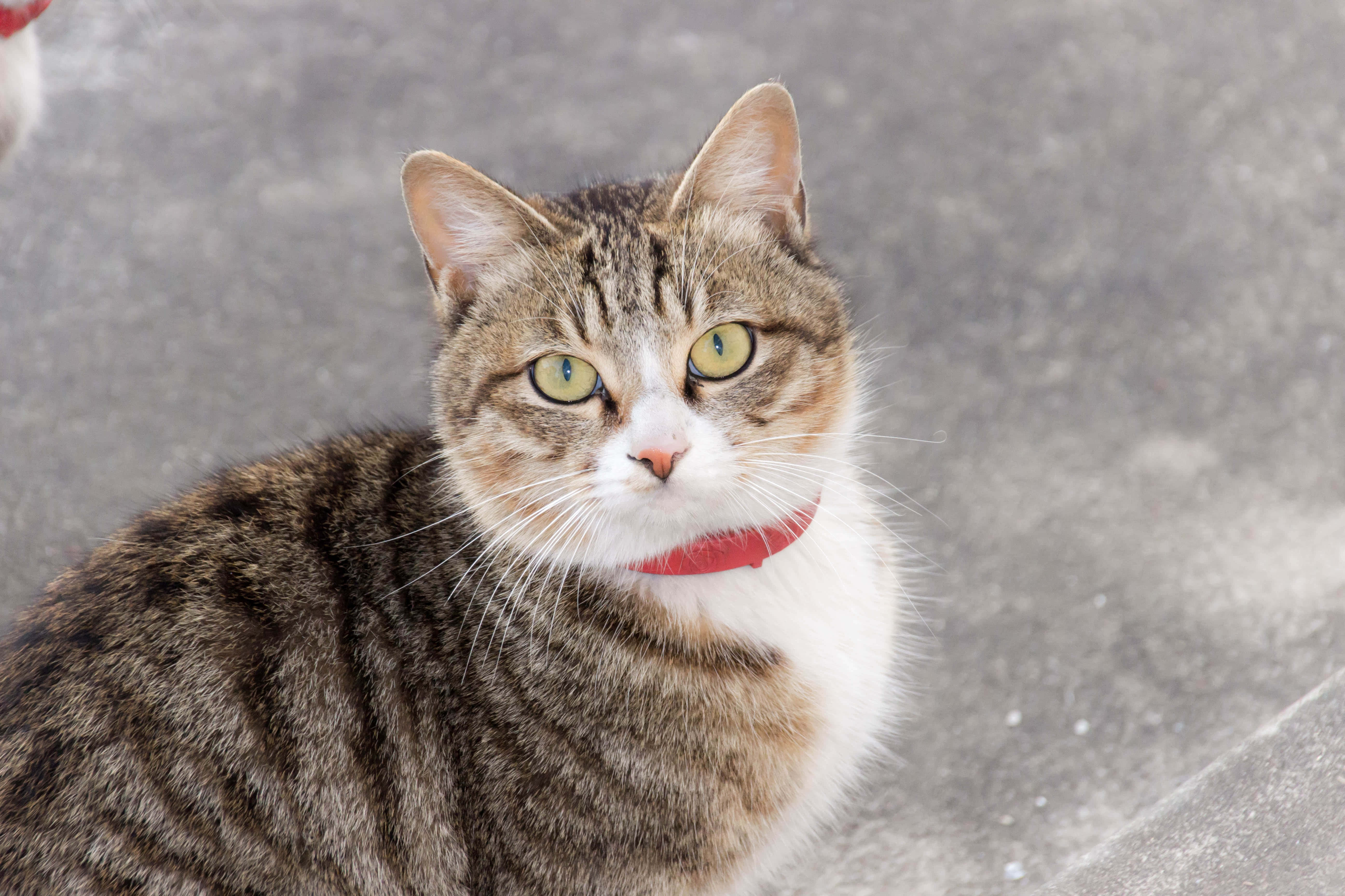 European Shorthair, tabby cat, striking green eyes, 5K Desktop Wallpaper