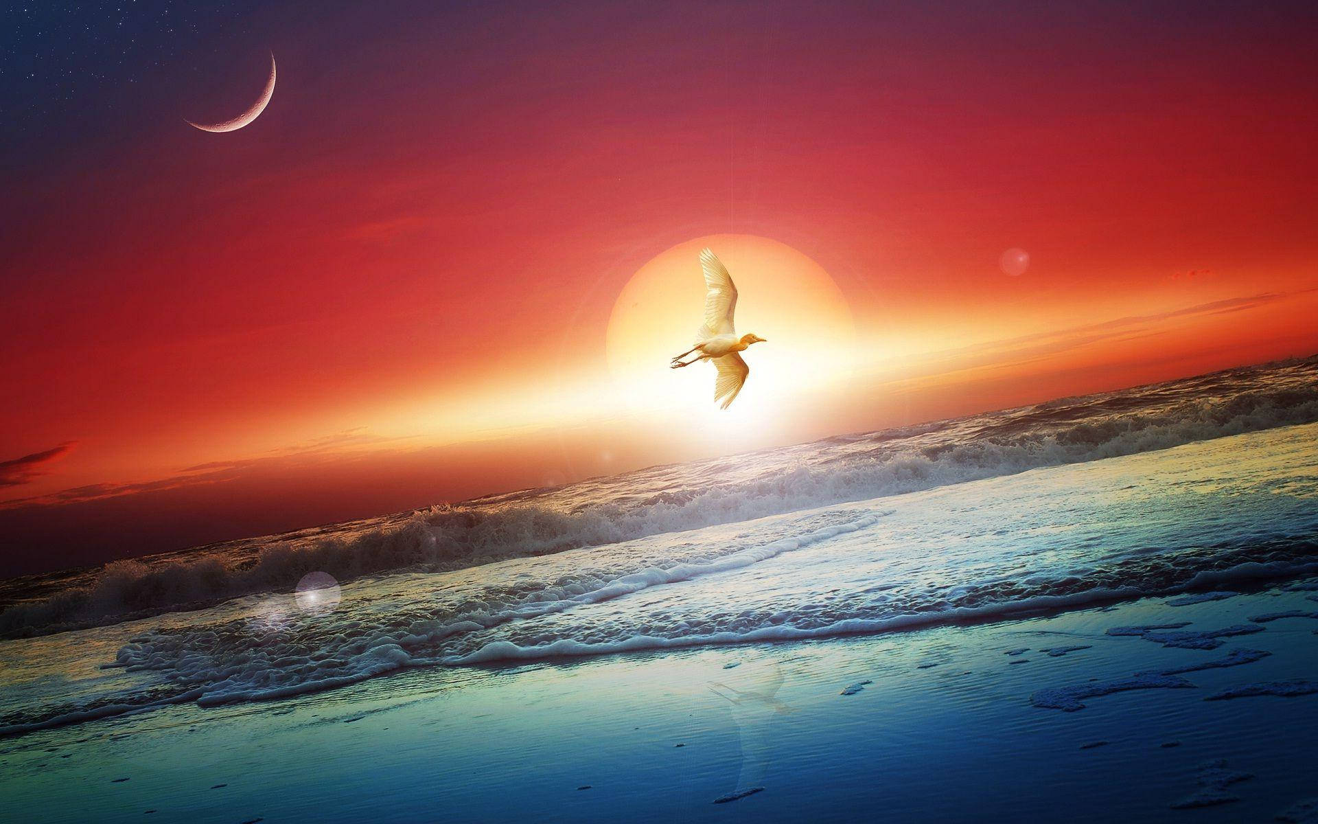 Good Evening Bird, seagull, vibrant sunset beach, Full HD Desktop Wallpaper