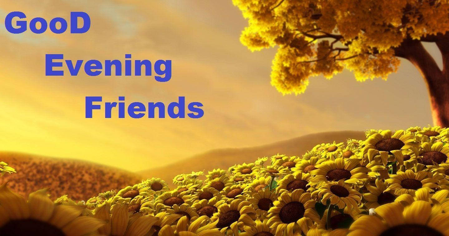 Good Evening Friends, golden sunset, field of sunflowers, HD Desktop Wallpaper