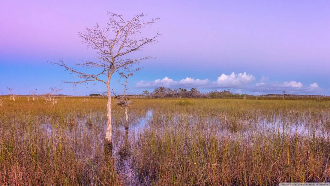 Everglades National Park Wallpapers
