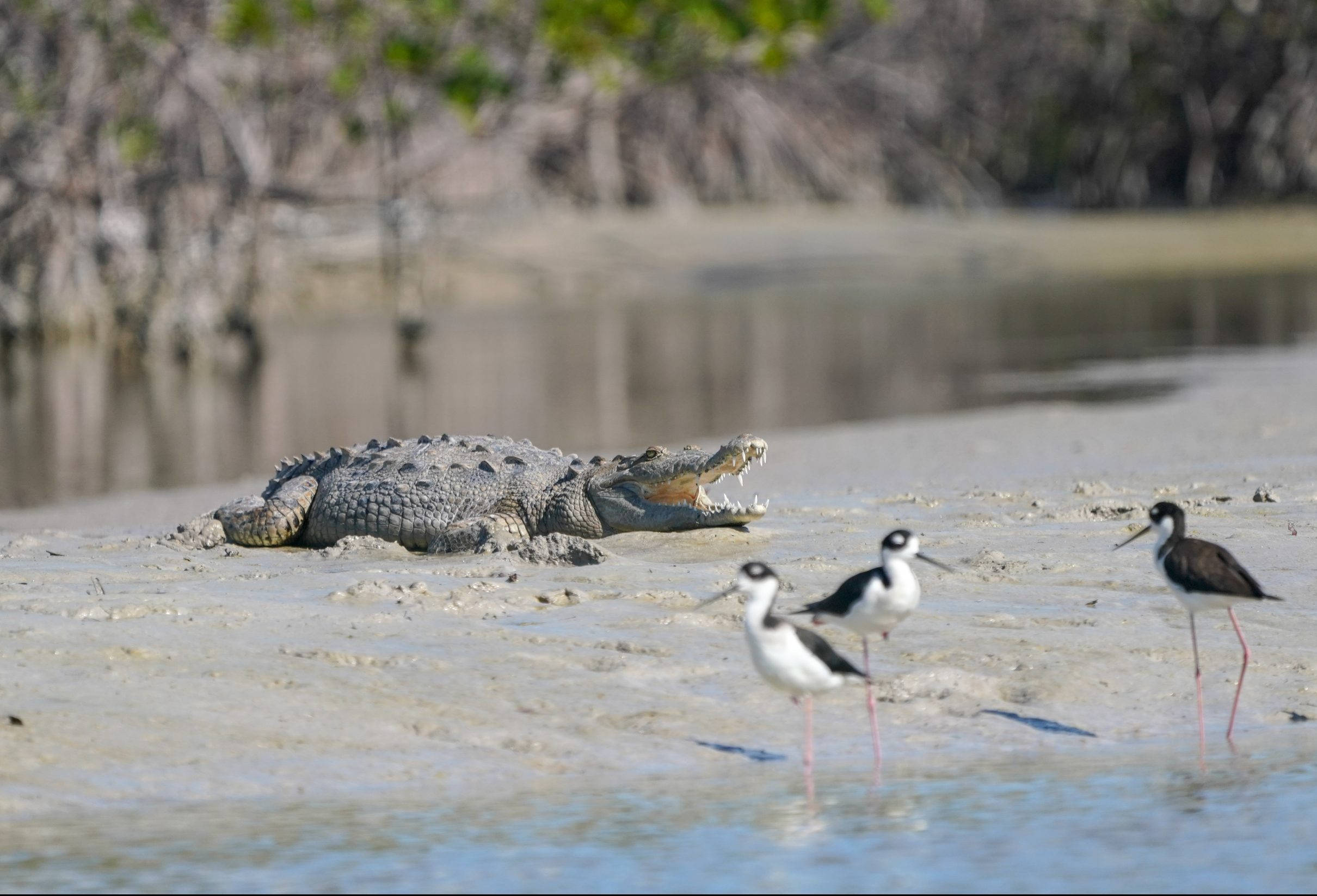 crocodile, mud, riverbank, Full HD Desktop Wallpaper