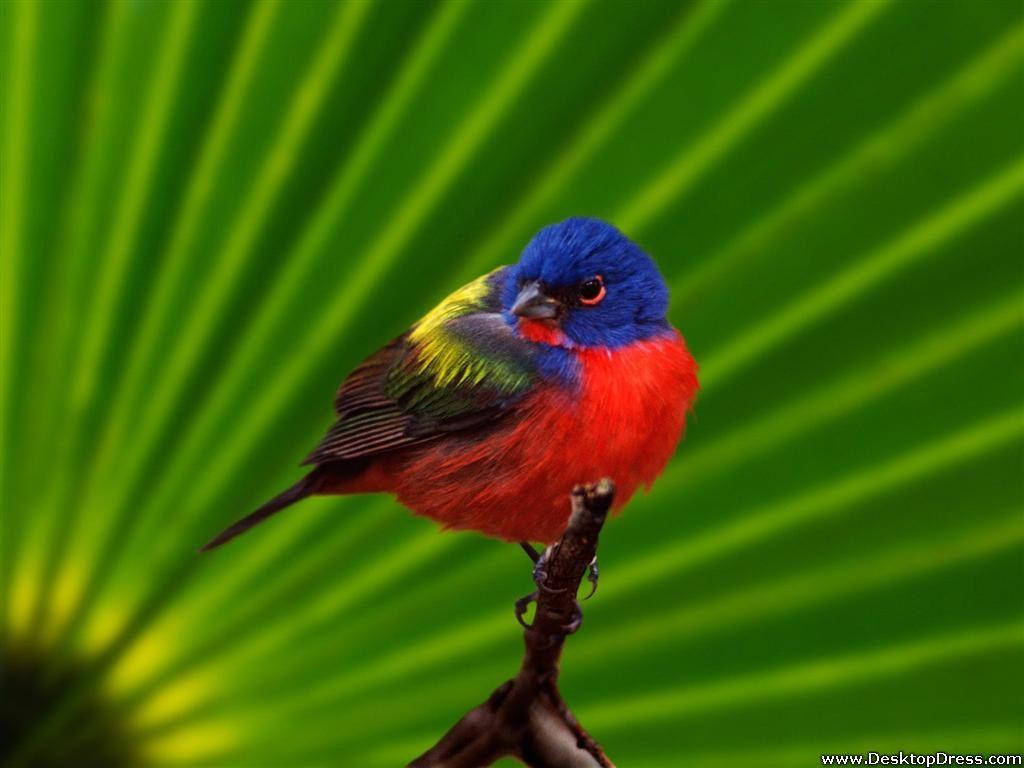 painted bunting, Everglades National Park, blue head, SD Desktop Wallpaper