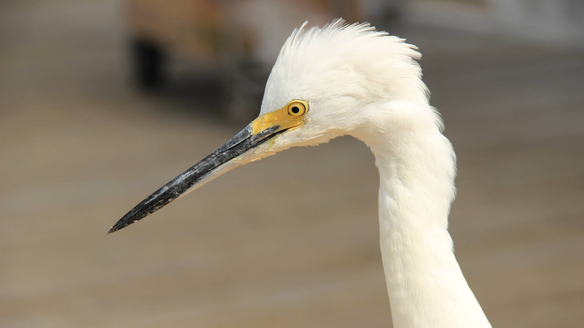 snowy egret, Everglades National Park, white head, Full HD Desktop Wallpaper