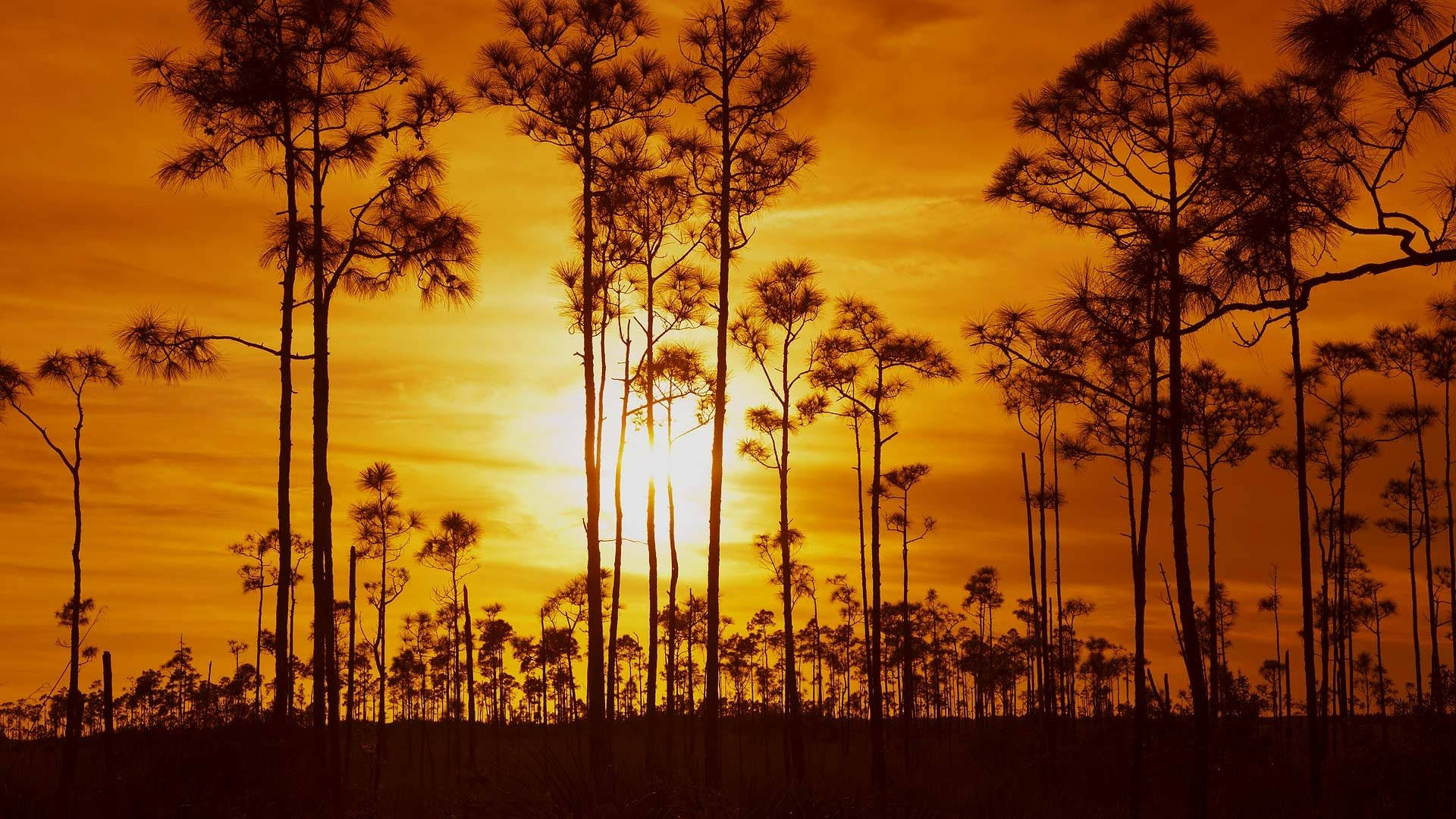 Everglades National Park, pine trees, fiery orange sunset, Full HD Desktop Wallpaper