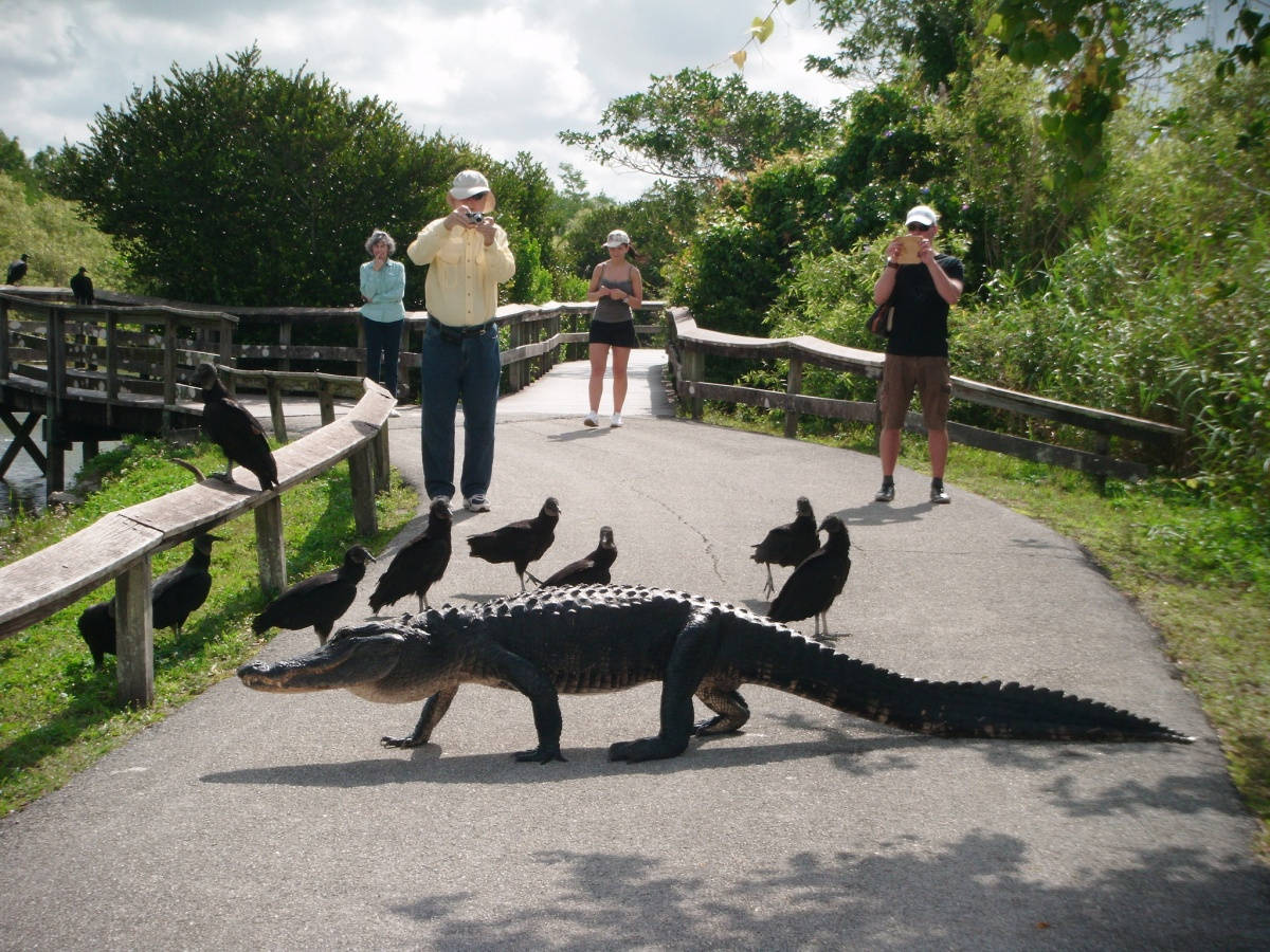 alligator, paved path, tourists, SD Desktop Wallpaper