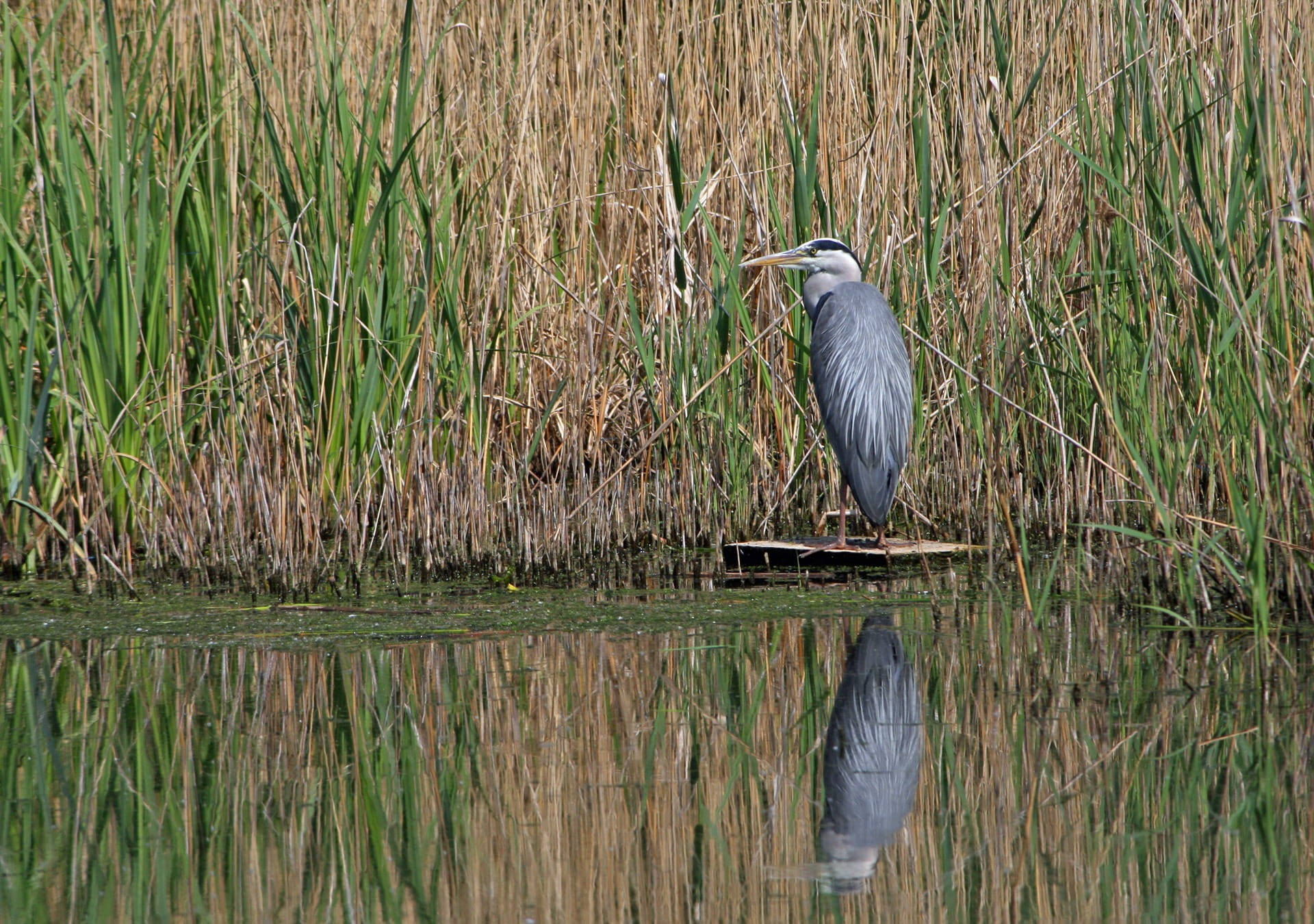 gray heron, Everglades National Park, calm water, Full HD Desktop Wallpaper
