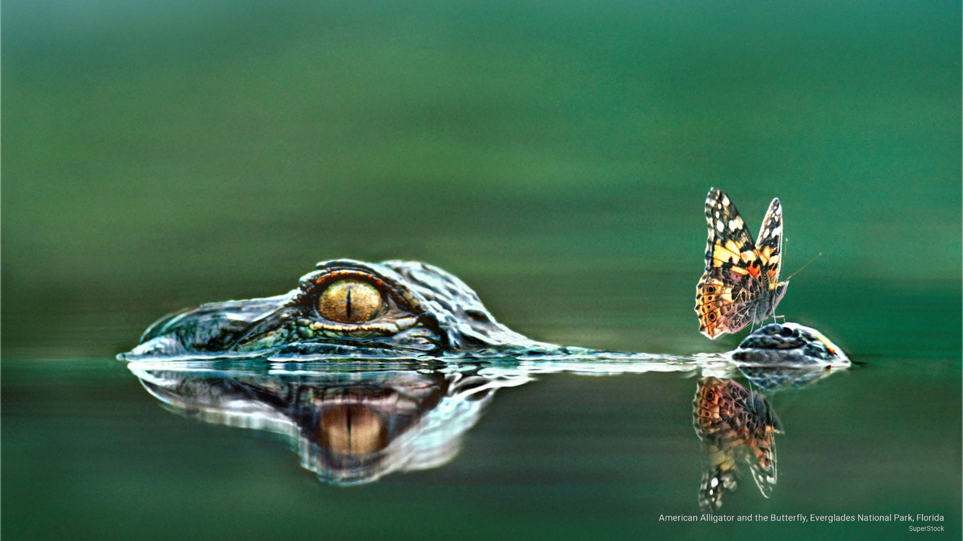butterfly, alligator, Everglades National Park, Full HD Desktop Wallpaper