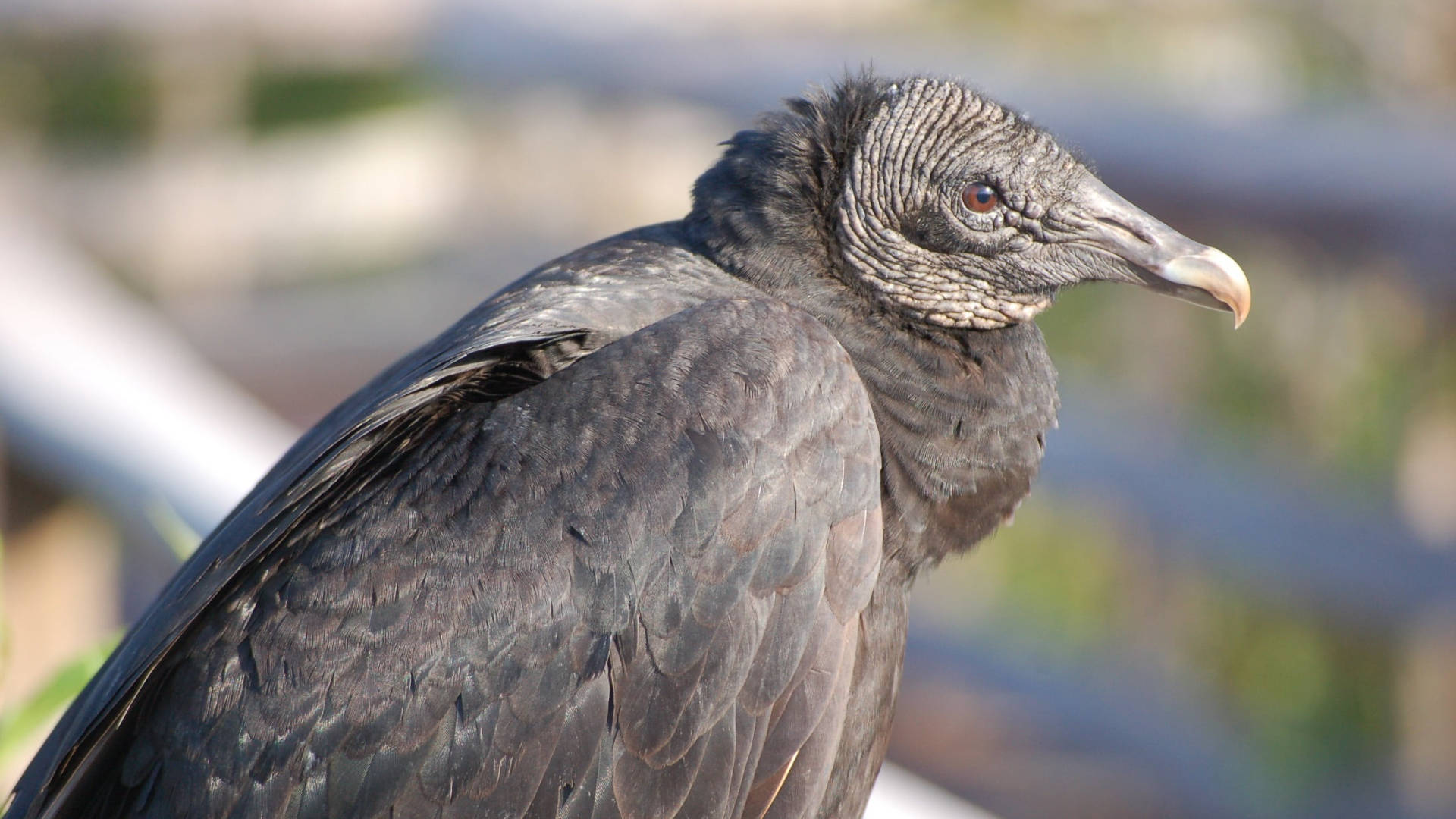 black vulture, Everglades National Park, textured feathers, Full HD Desktop Wallpaper