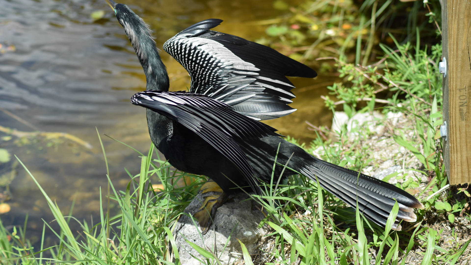 anhinga, stone, Everglades National Park, Full HD Desktop Wallpaper