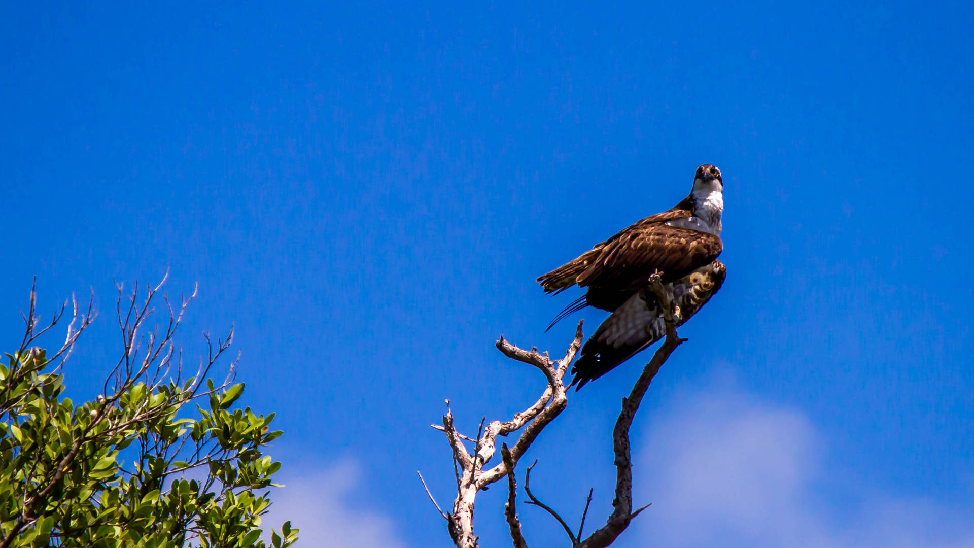 osprey, tree, Everglades National Park, Full HD Desktop Wallpaper