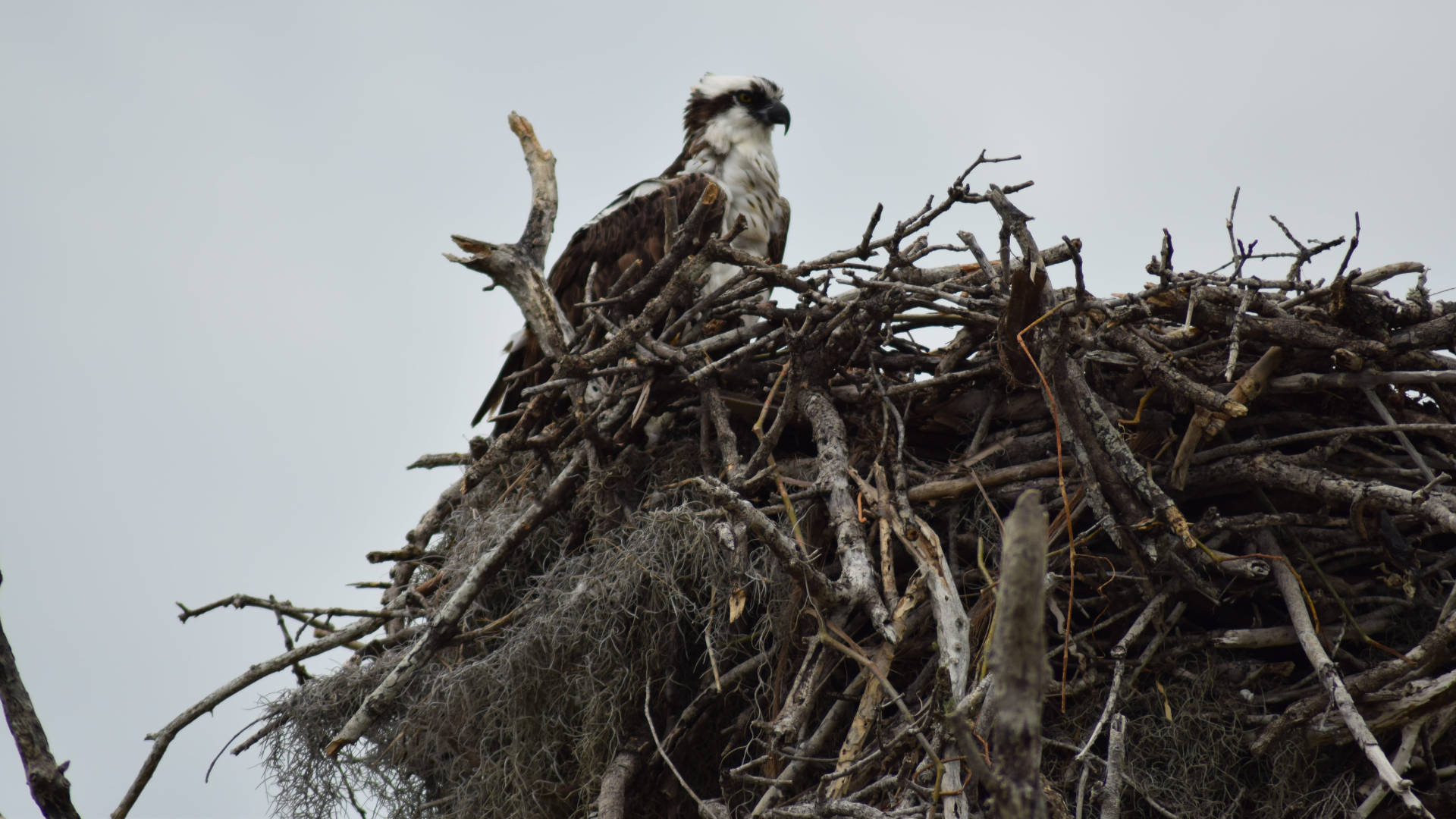 osprey, twig nest, pale overcast sky, Full HD Desktop Wallpaper