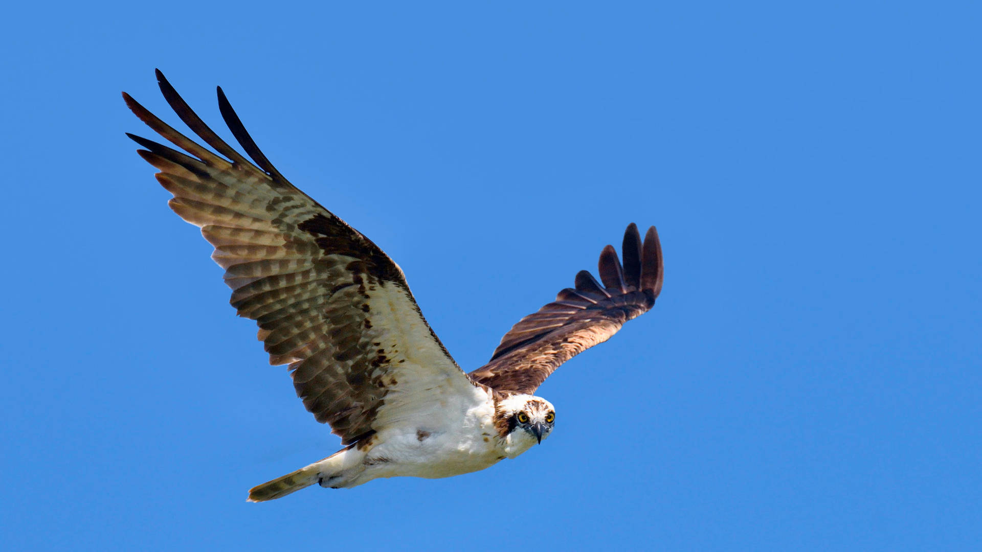 osprey, blue sky, Everglades National Park, Full HD Desktop Wallpaper