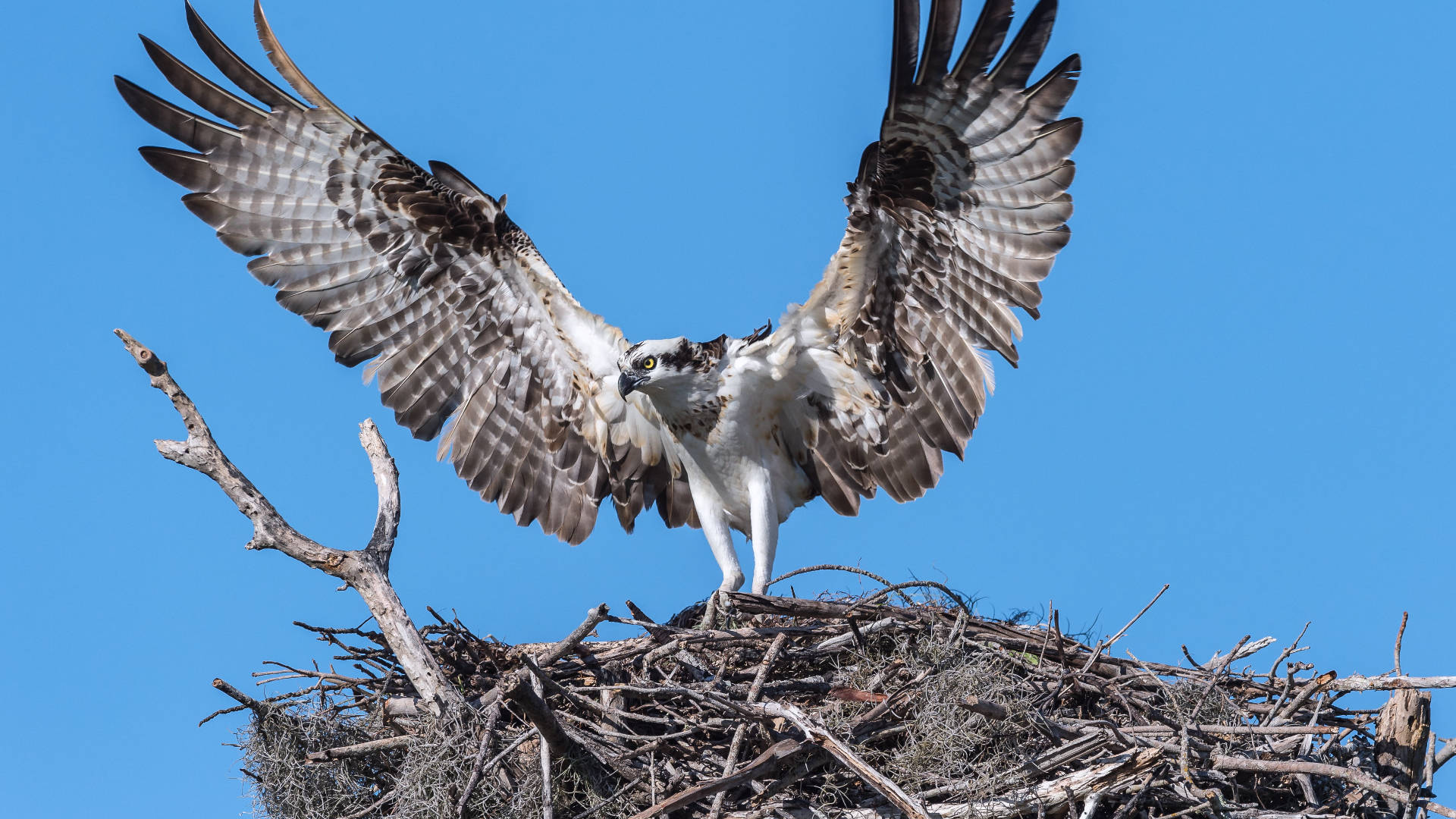 osprey, Everglades National Park, stick nest, Full HD Desktop Wallpaper
