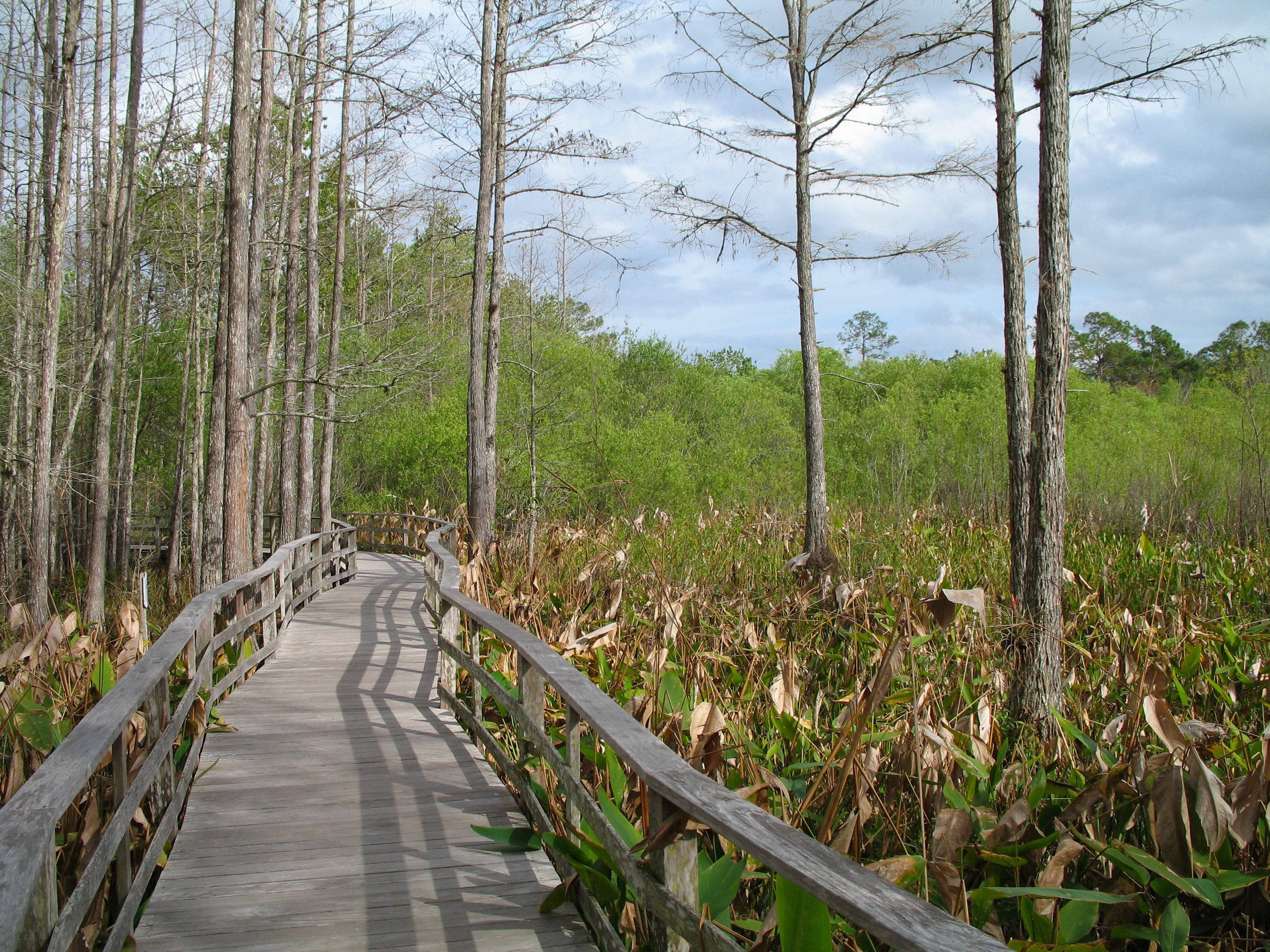 boardwalk trail, Everglades National Park, cypress trees, 2K Desktop Wallpaper