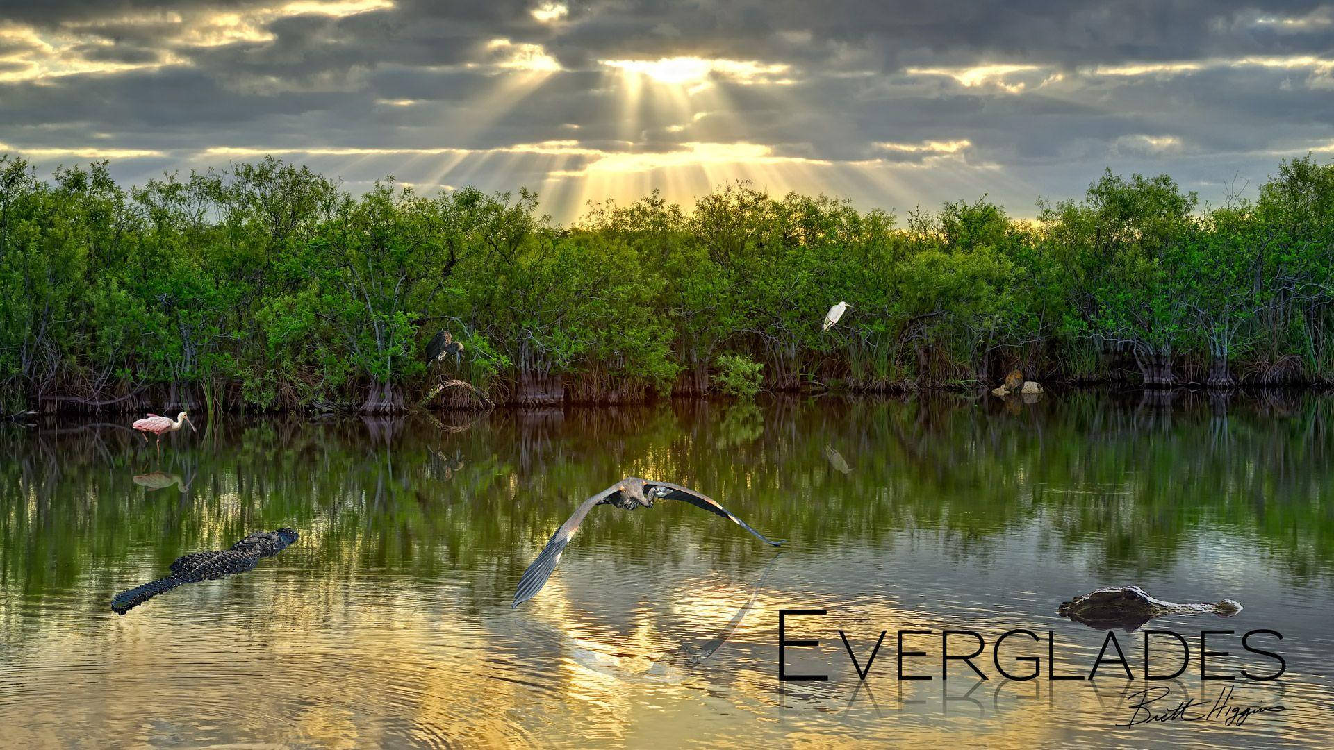 Lake Everglades National Park, swamp, alligators, Full HD Desktop Wallpaper