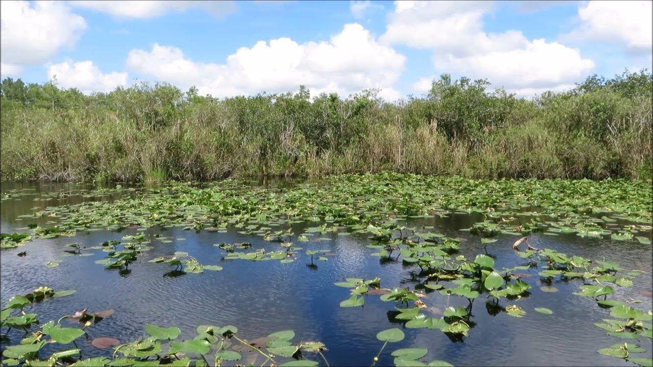Everglades National Park, swamp, lily pads, HD Desktop Wallpaper