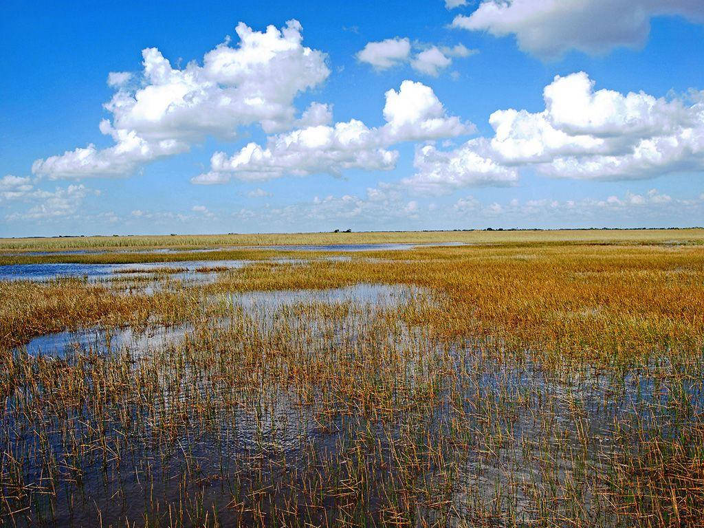 River Grass, Everglades National Park, golden reeds, SD Desktop Wallpaper